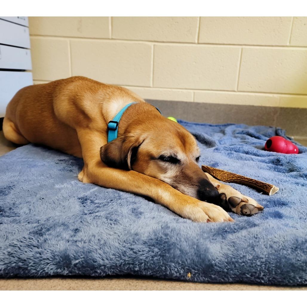 Craig, a Adoptable Mixed Breed in Fredericksburg, VA image 5/6