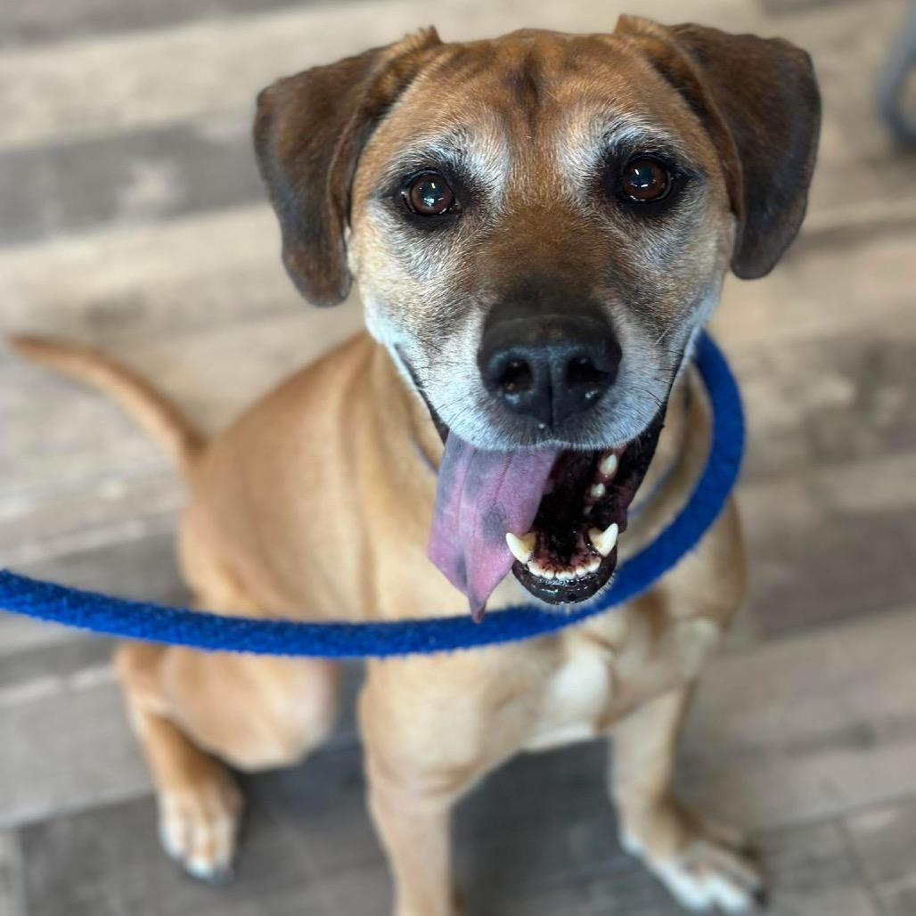 Craig, a Adoptable Mixed Breed in Fredericksburg, VA image 6/6