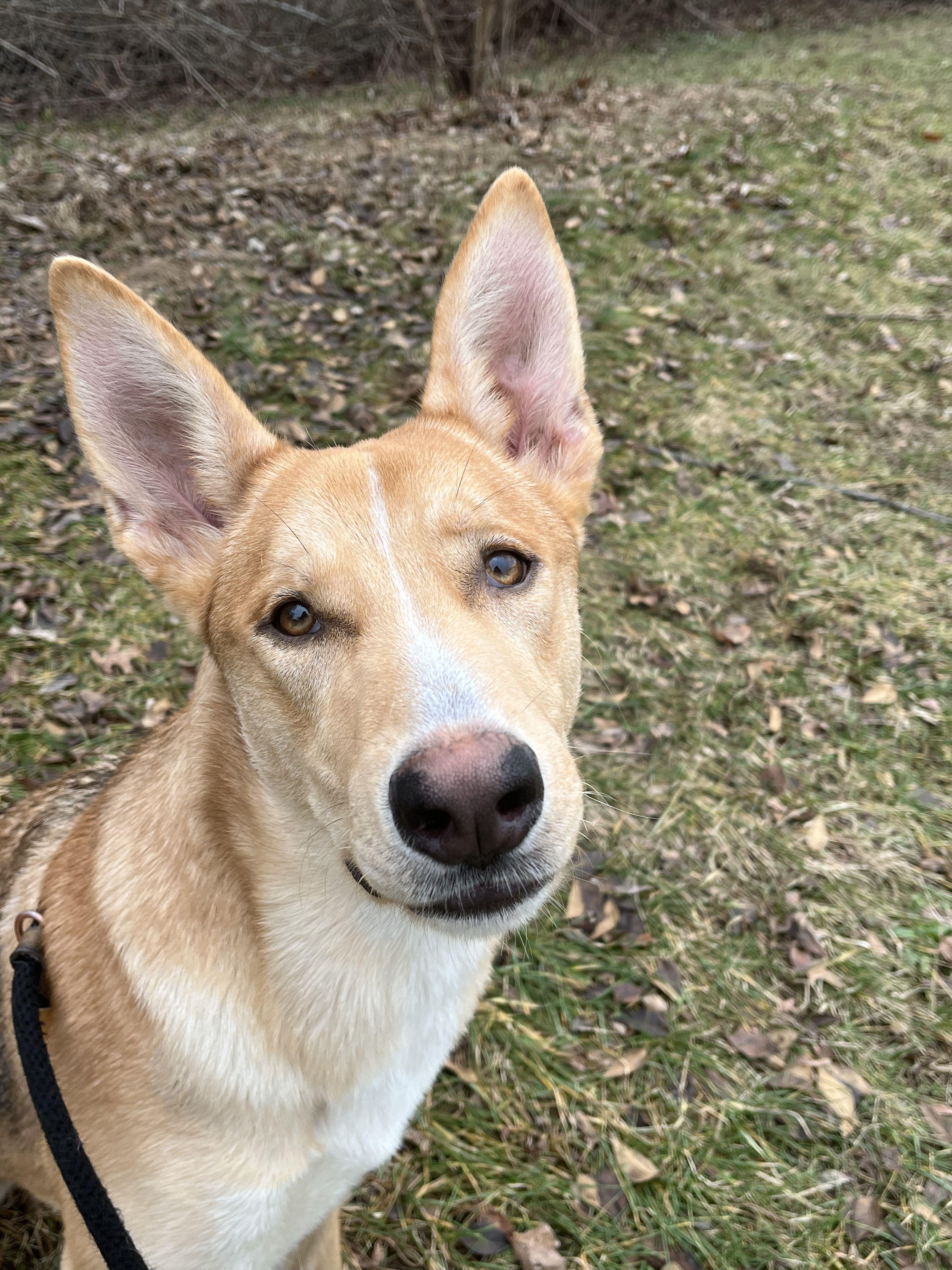 Noah, an adopted mixed breed in Mishawaka, IN image 2/6