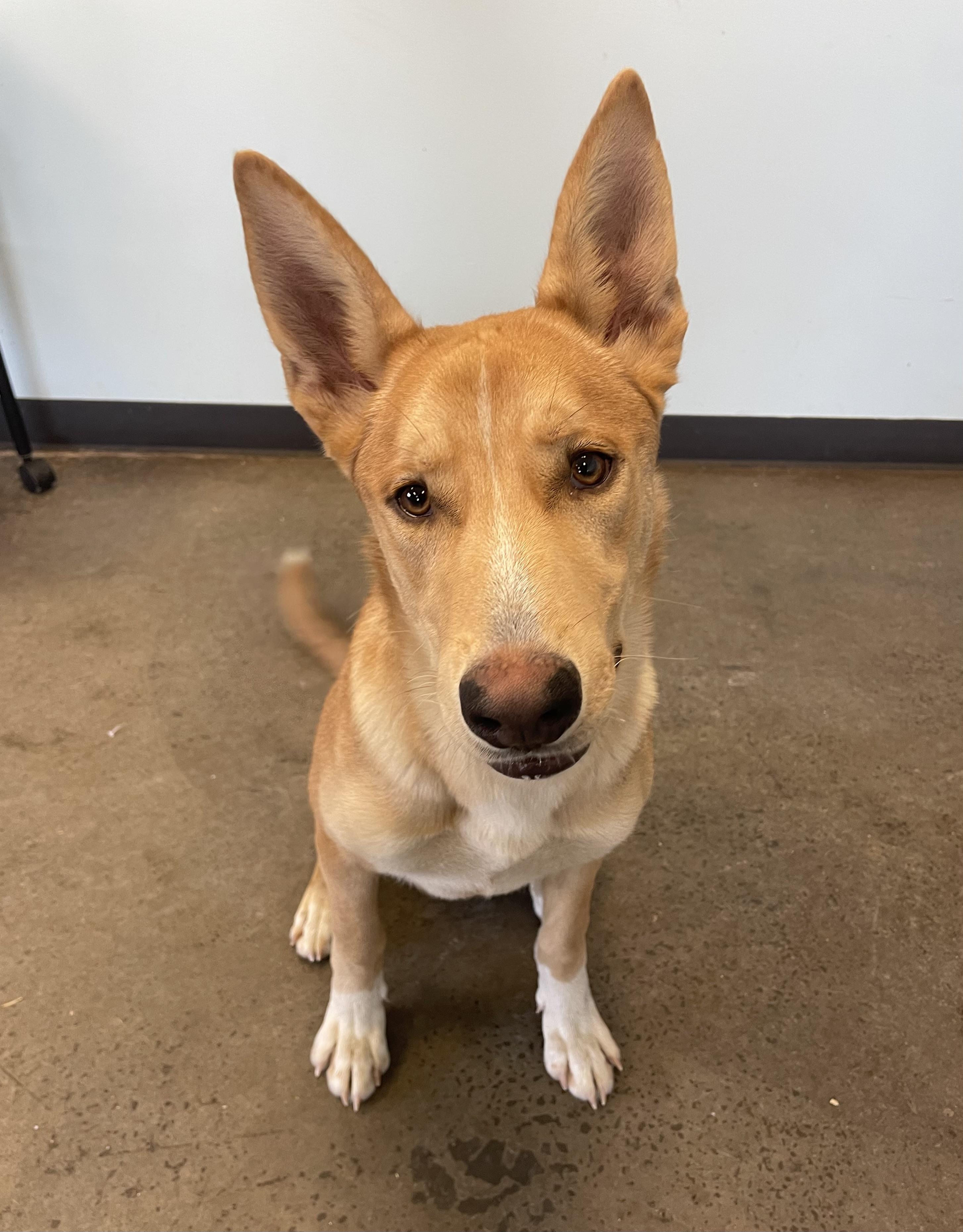 Noah, an adopted mixed breed in Mishawaka, IN image 3/6
