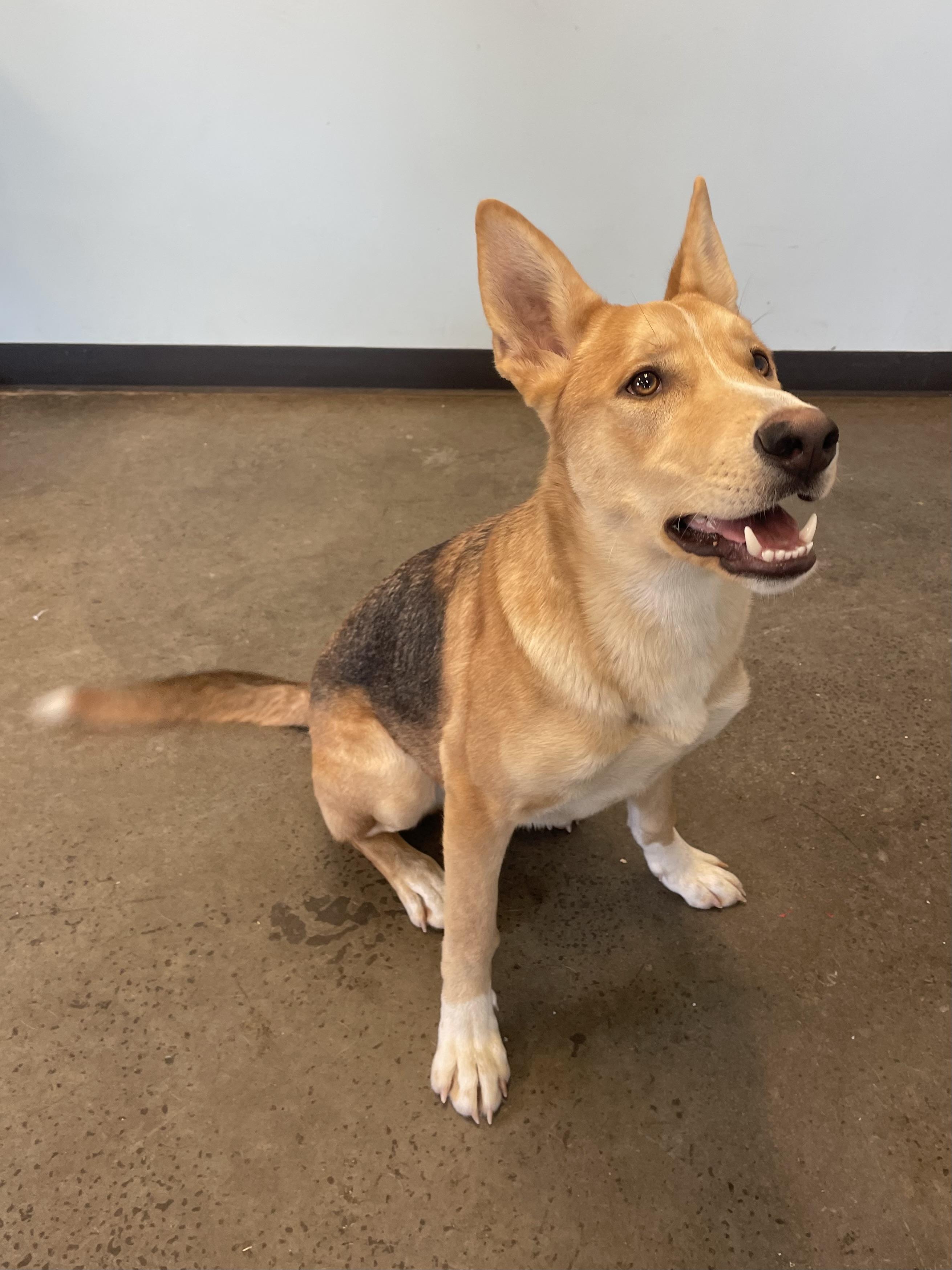 Noah, an adopted mixed breed in Mishawaka, IN image 5/6