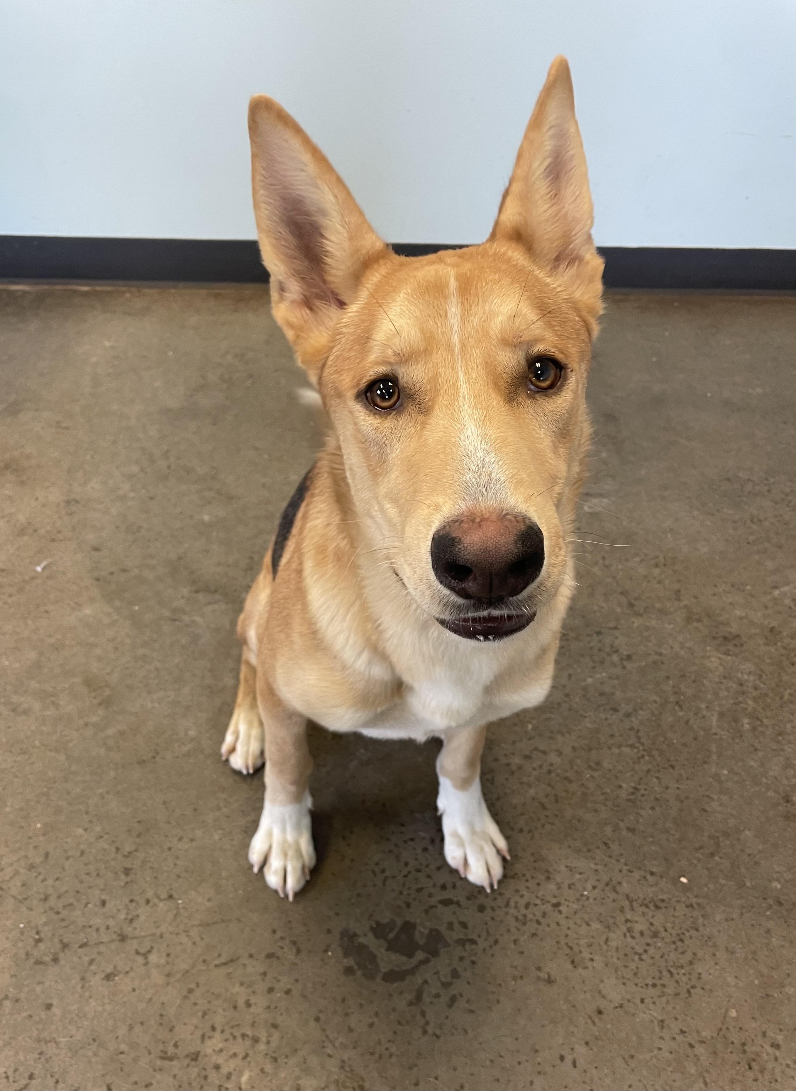 Noah, an adopted mixed breed in Mishawaka, IN image 6/6