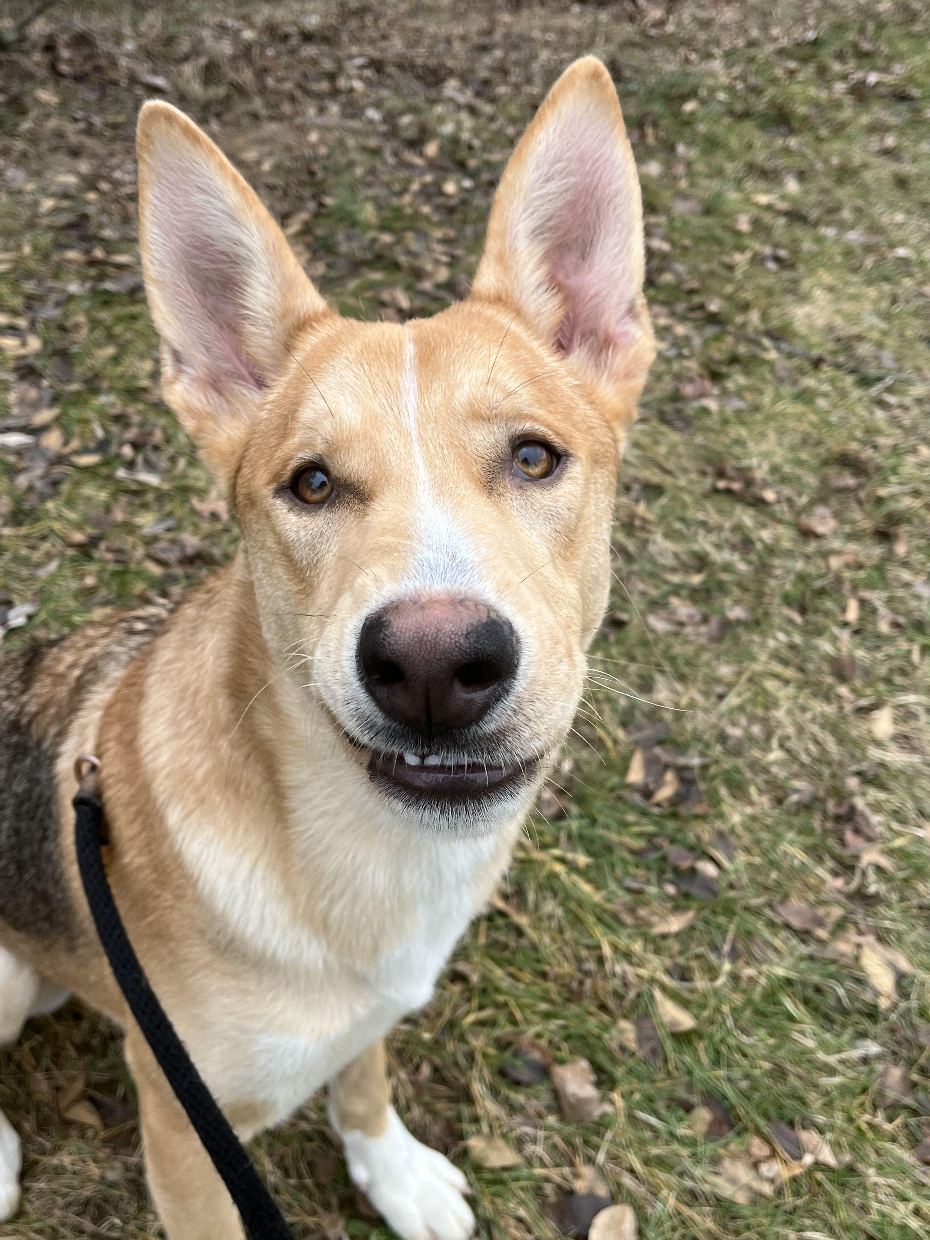 Noah, an adopted mixed breed in Mishawaka, IN image 1/6