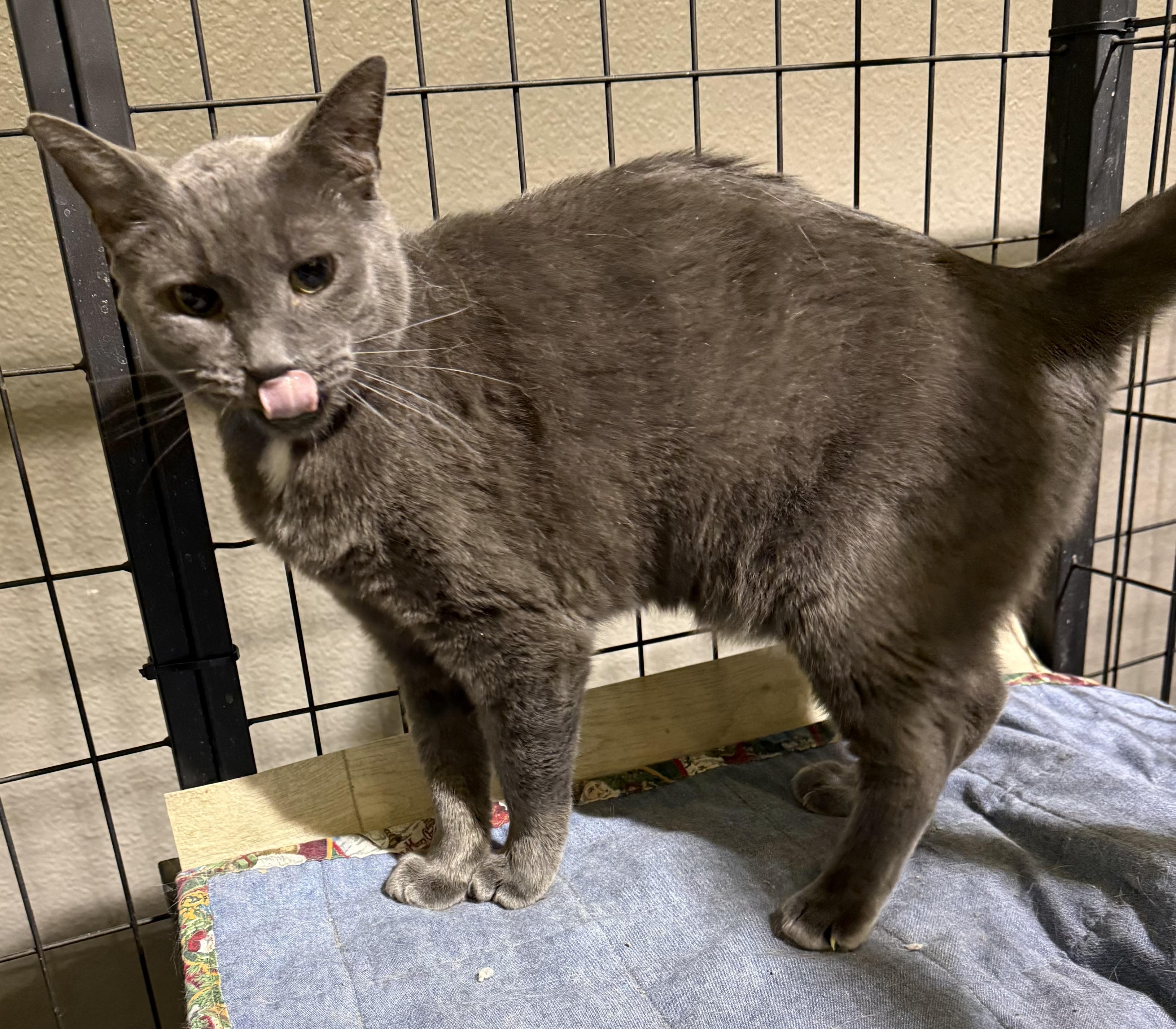 Adam, ADOPTABLE, Adult Male Domestic Short Hair.