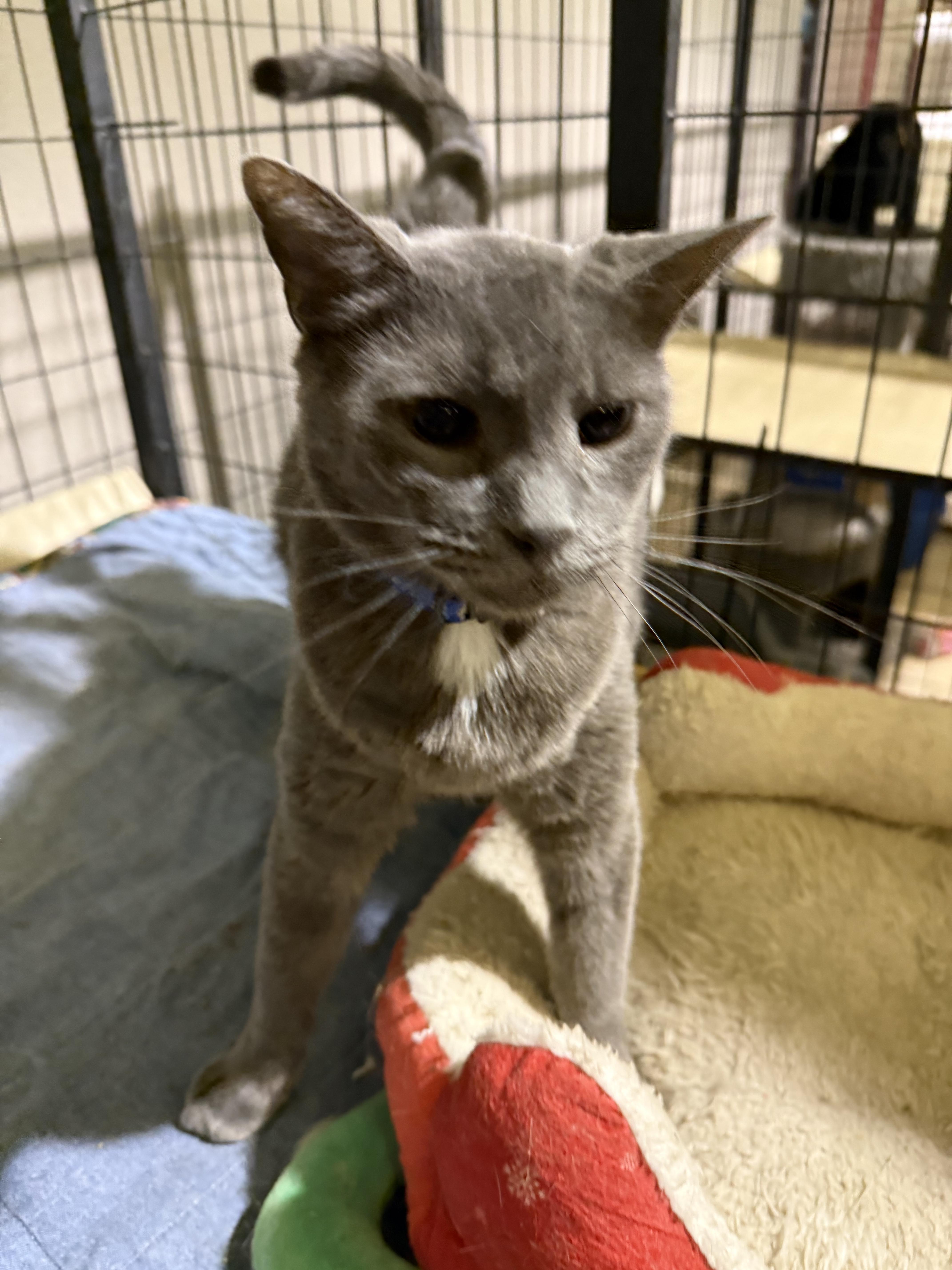 Adam, a ADOPTABLE Domestic Short Hair in Lake Ozark, MO image 3/3
