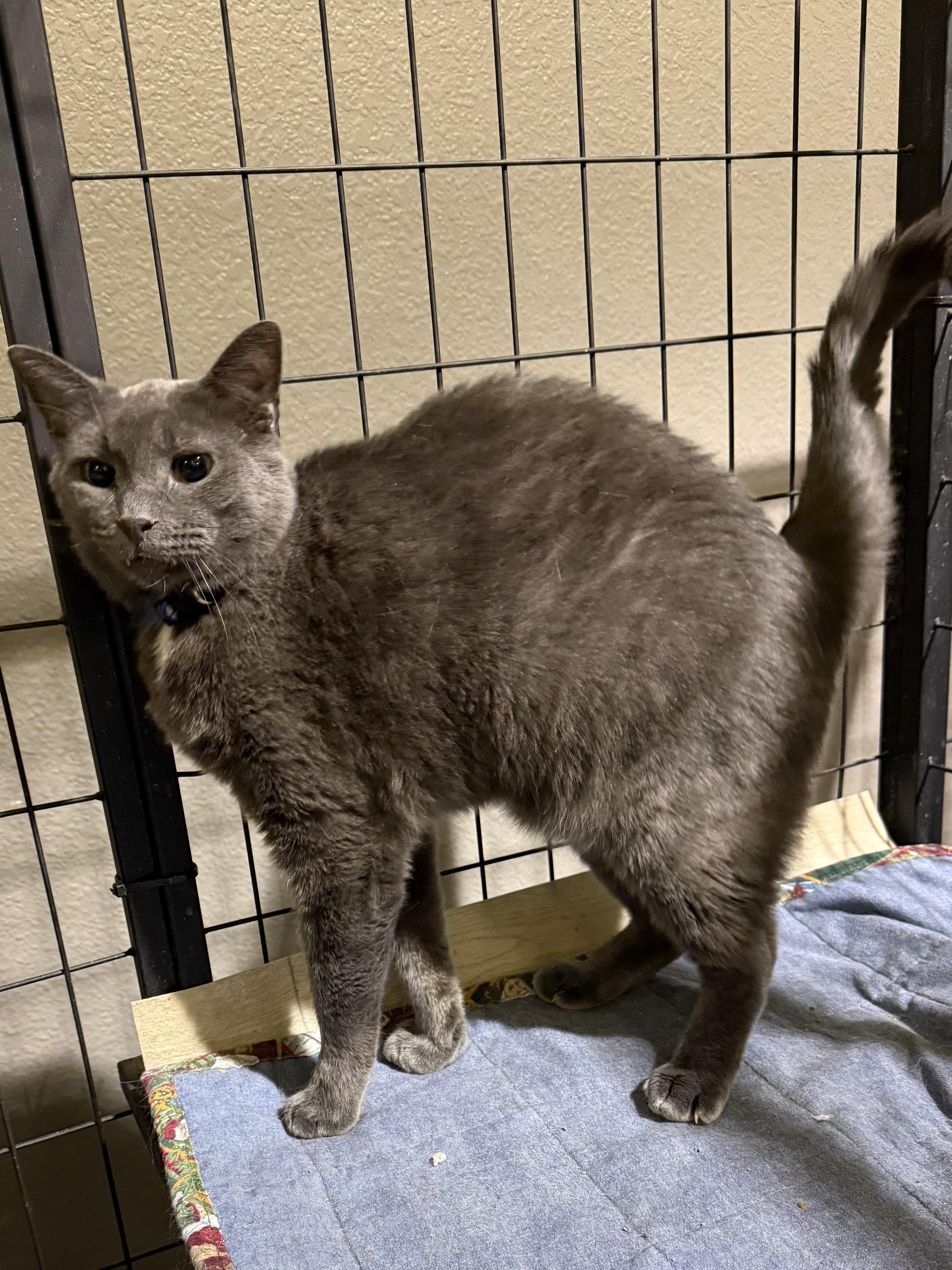 Adam, a ADOPTABLE Domestic Short Hair in Lake Ozark, MO image 2/3