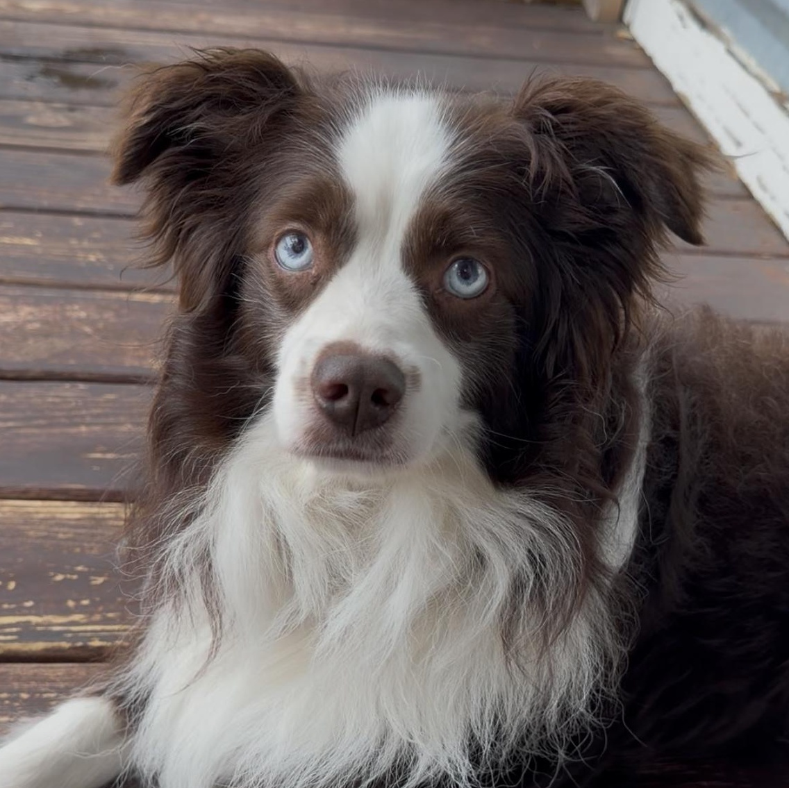 JJ (Mini Aussie), ADOPTABLE, Adult Male Australian Shepherd.