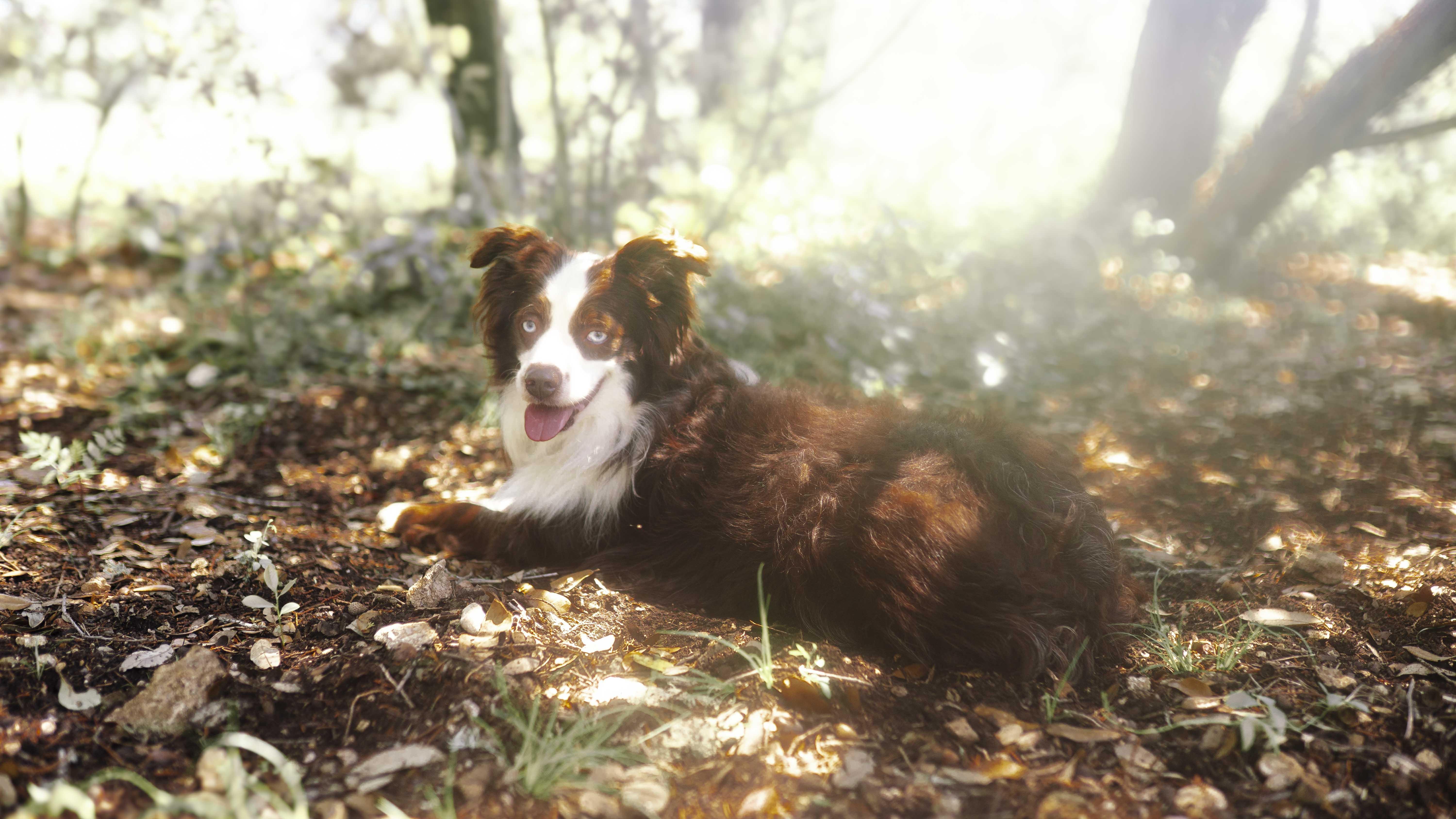 Enlarge JJ (Mini Aussie), a ADOPTABLE Australian Shepherd in Driftwood, TX image 2/5
