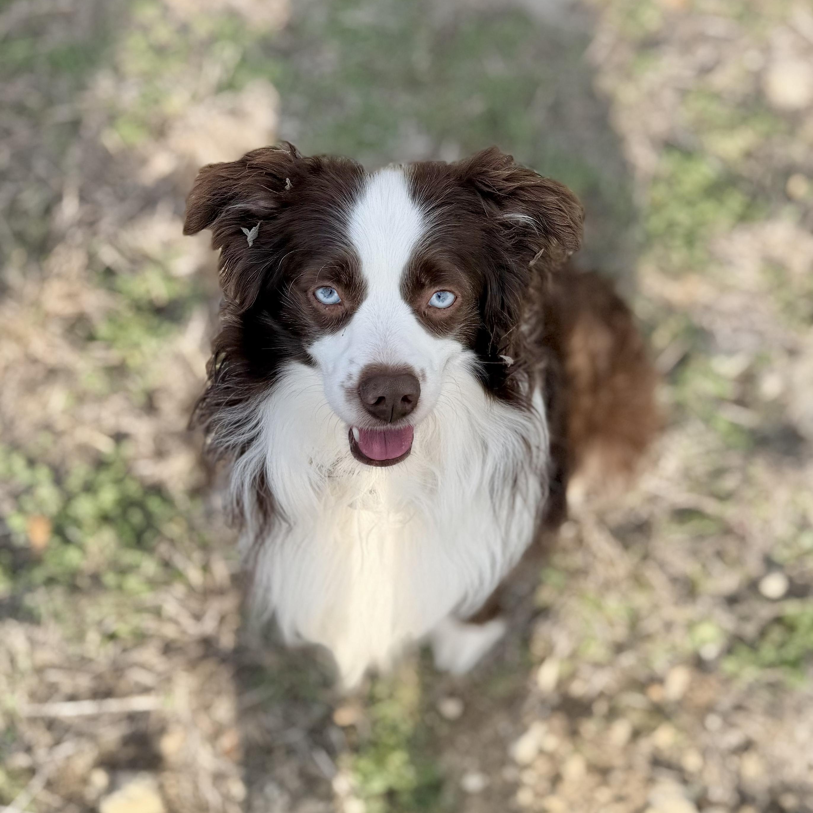 Enlarge JJ (Mini Aussie), a ADOPTABLE Australian Shepherd in Driftwood, TX image 2/3