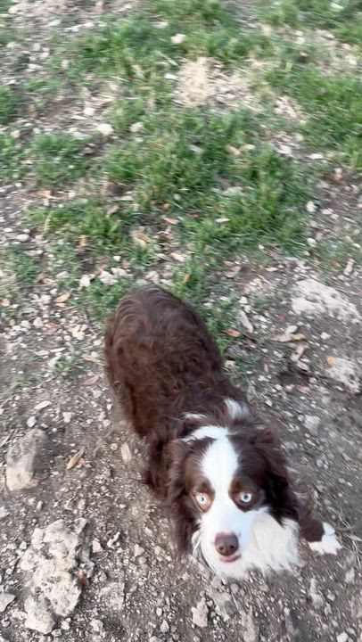 Enlarge JJ (Mini Aussie), a ADOPTABLE Australian Shepherd in Driftwood, TX video 3/3