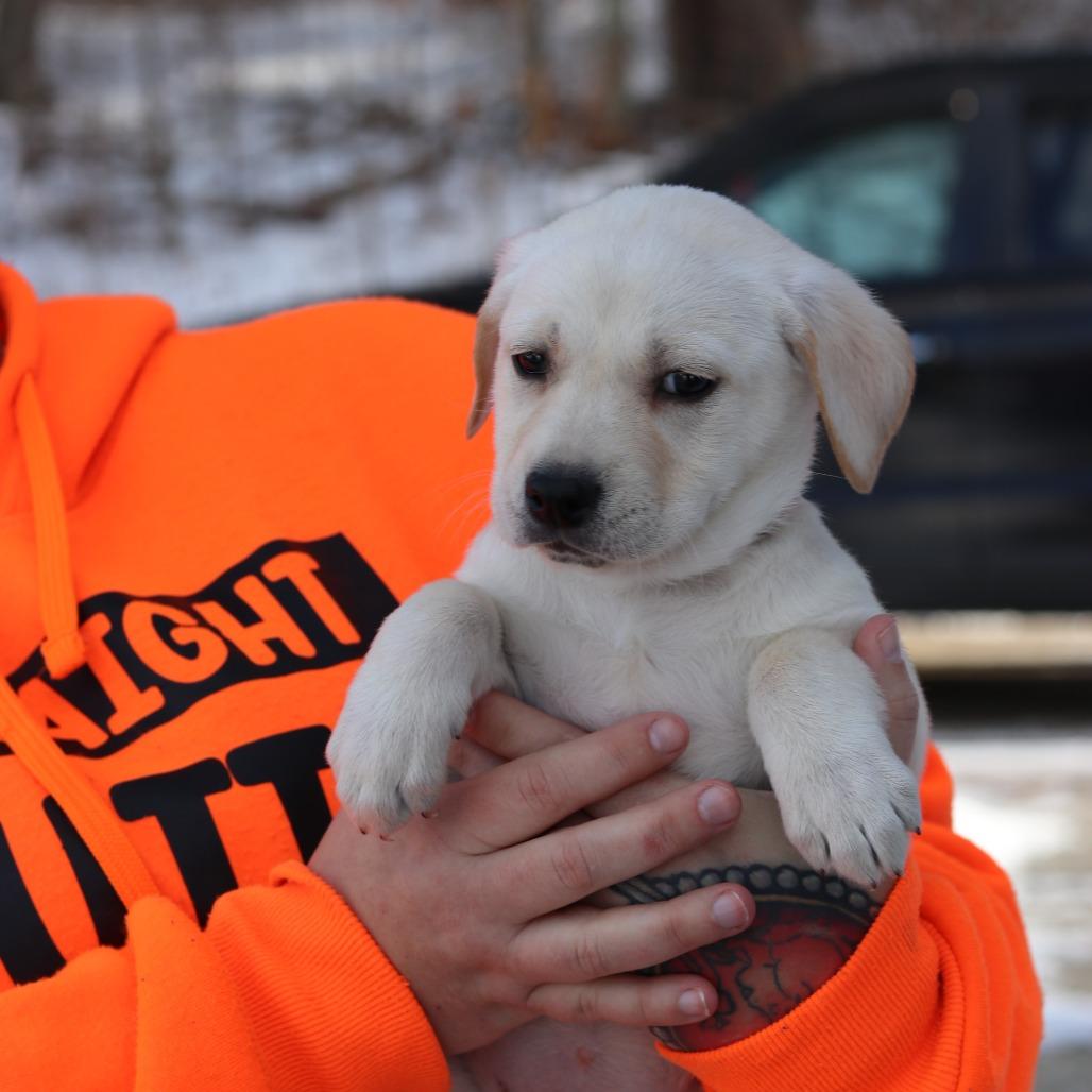 CT Naveah, Adoptable, Puppy Female Hound & German Shepherd Dog.