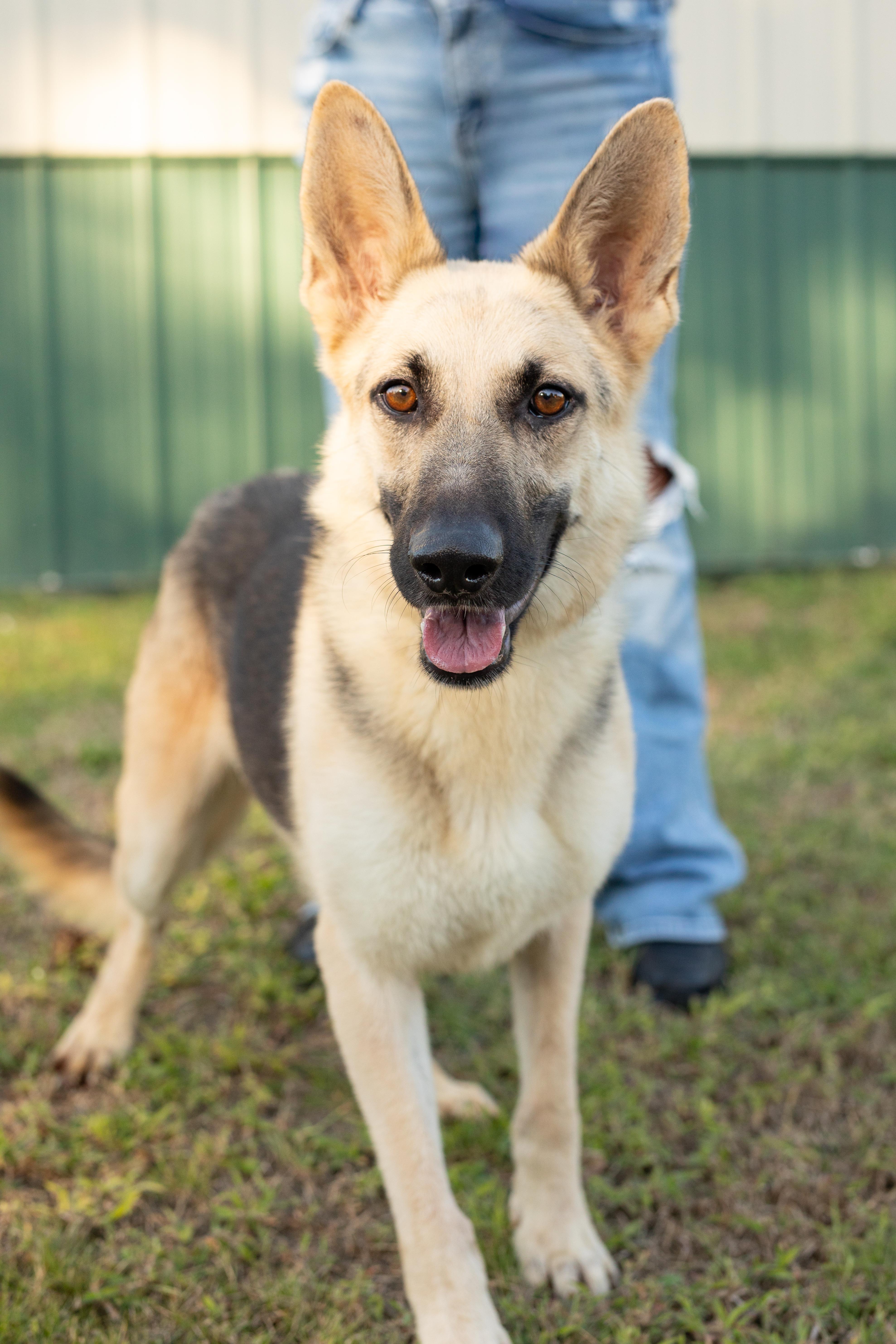 Enlarge Annie, a Adoptable German Shepherd Dog in Dixon, KY image 1/1