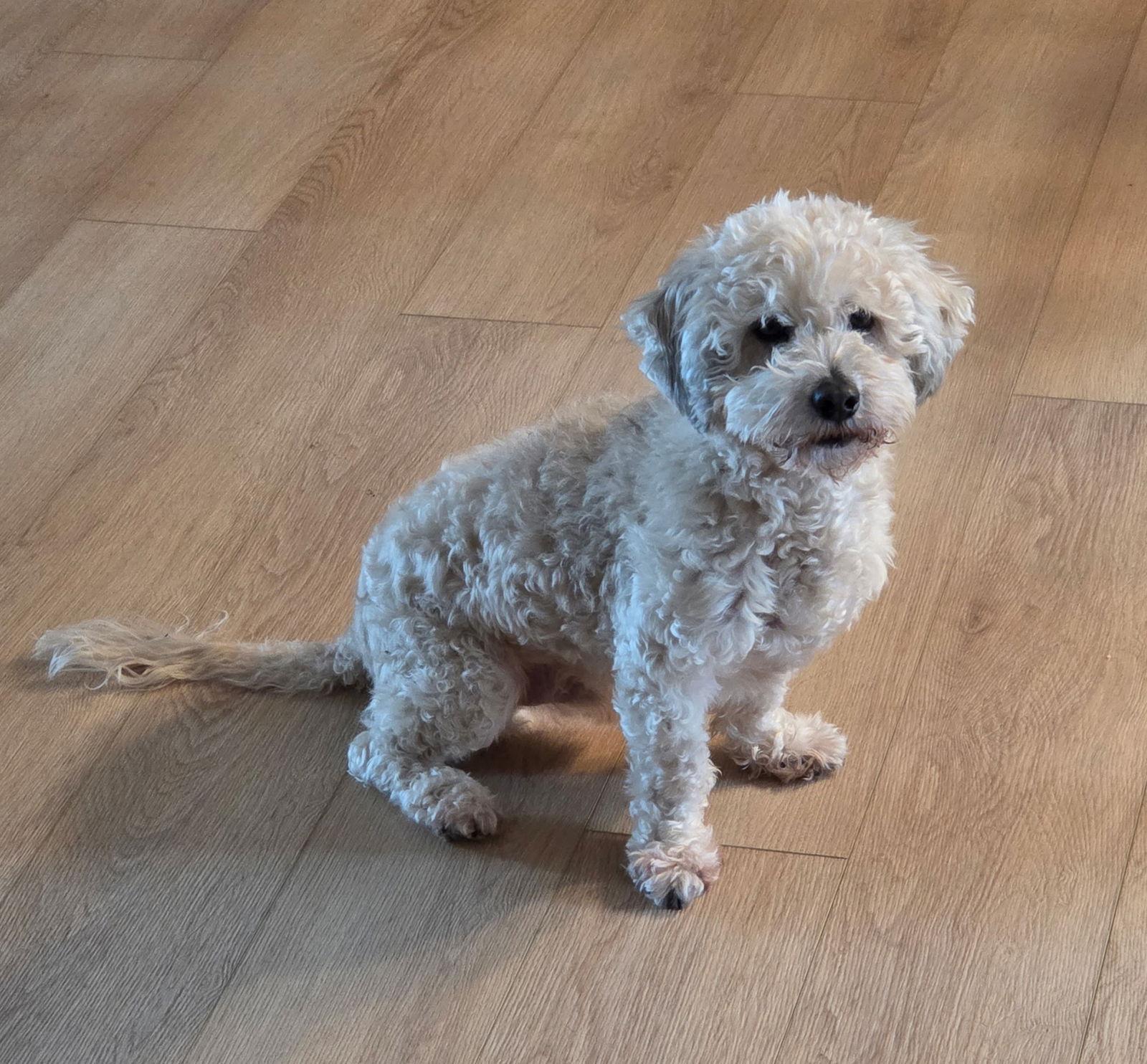 Grenas, Adopted, Adult Male Cocker Spaniel & Poodle.