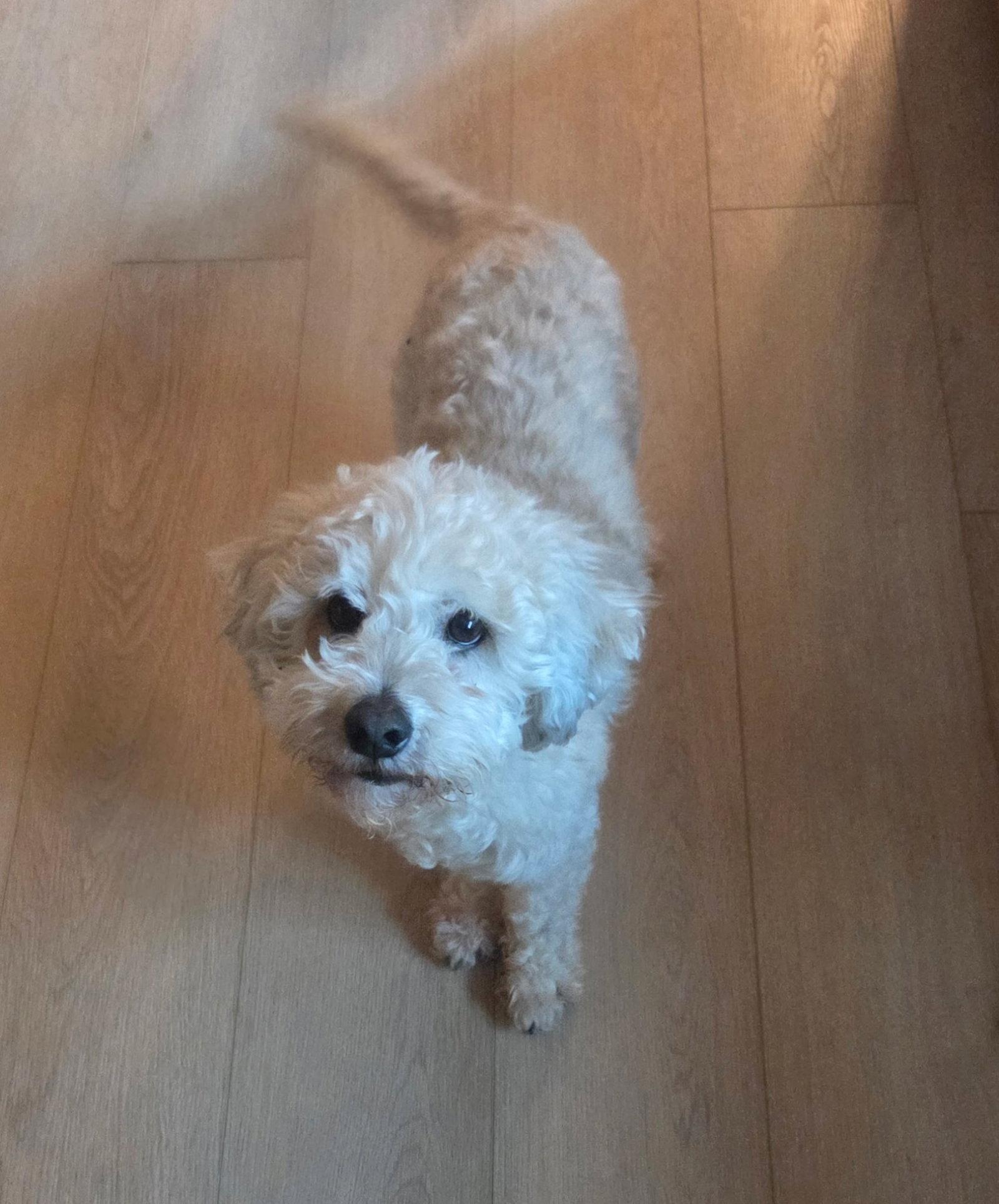 Enlarge Grenas, a Adopted mixed breed in Brooklyn Center, MN image 2/3