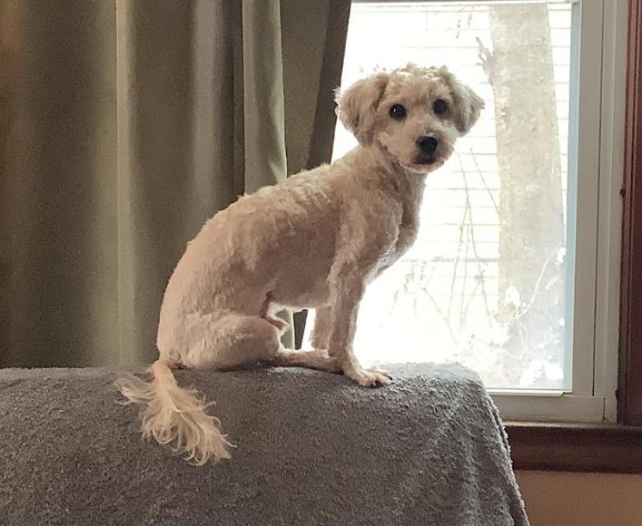 Enlarge Grenas, a Adopted mixed breed in Brooklyn Center, MN image 3/3