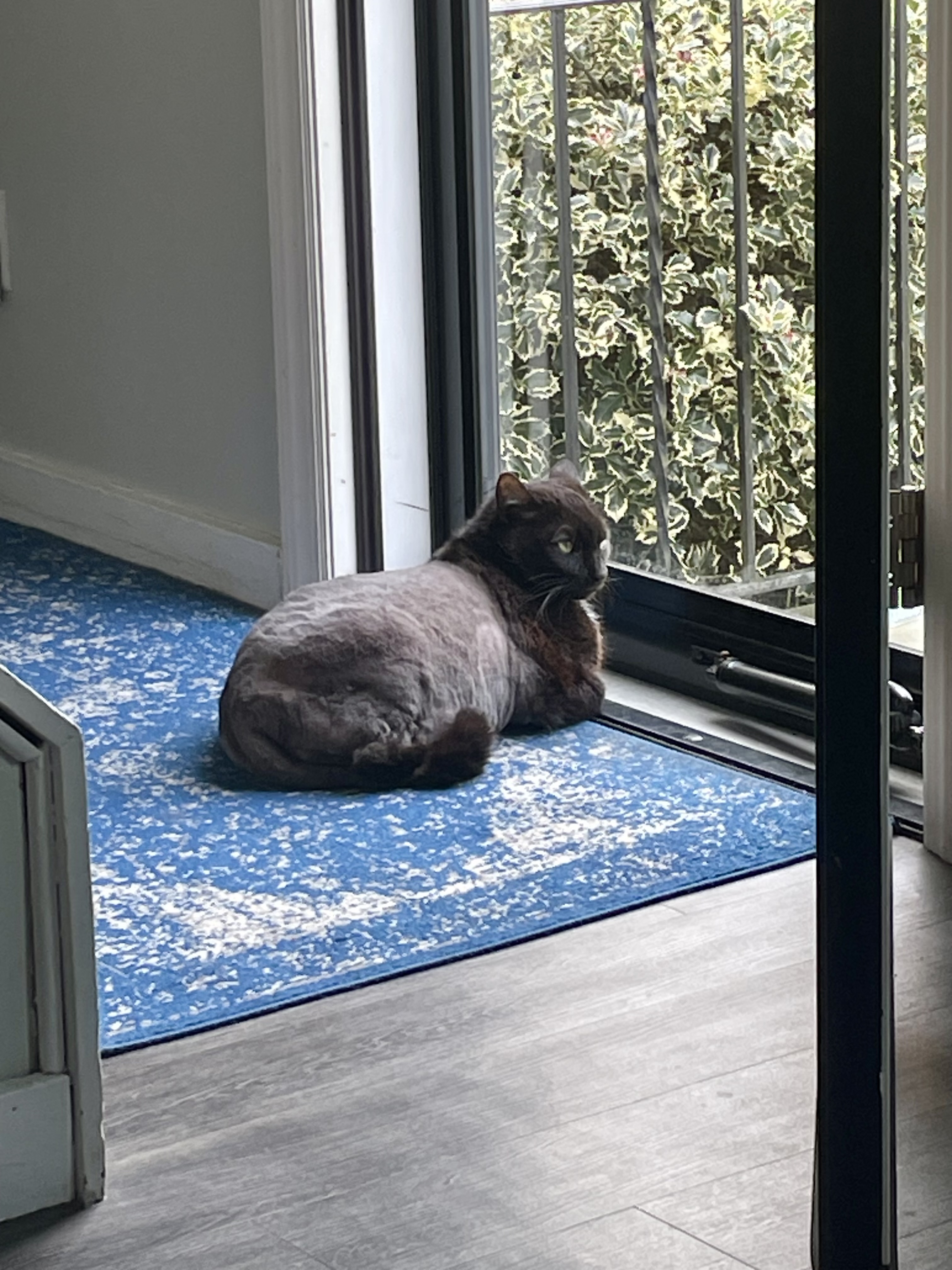 Guinness- lovable chunky senior