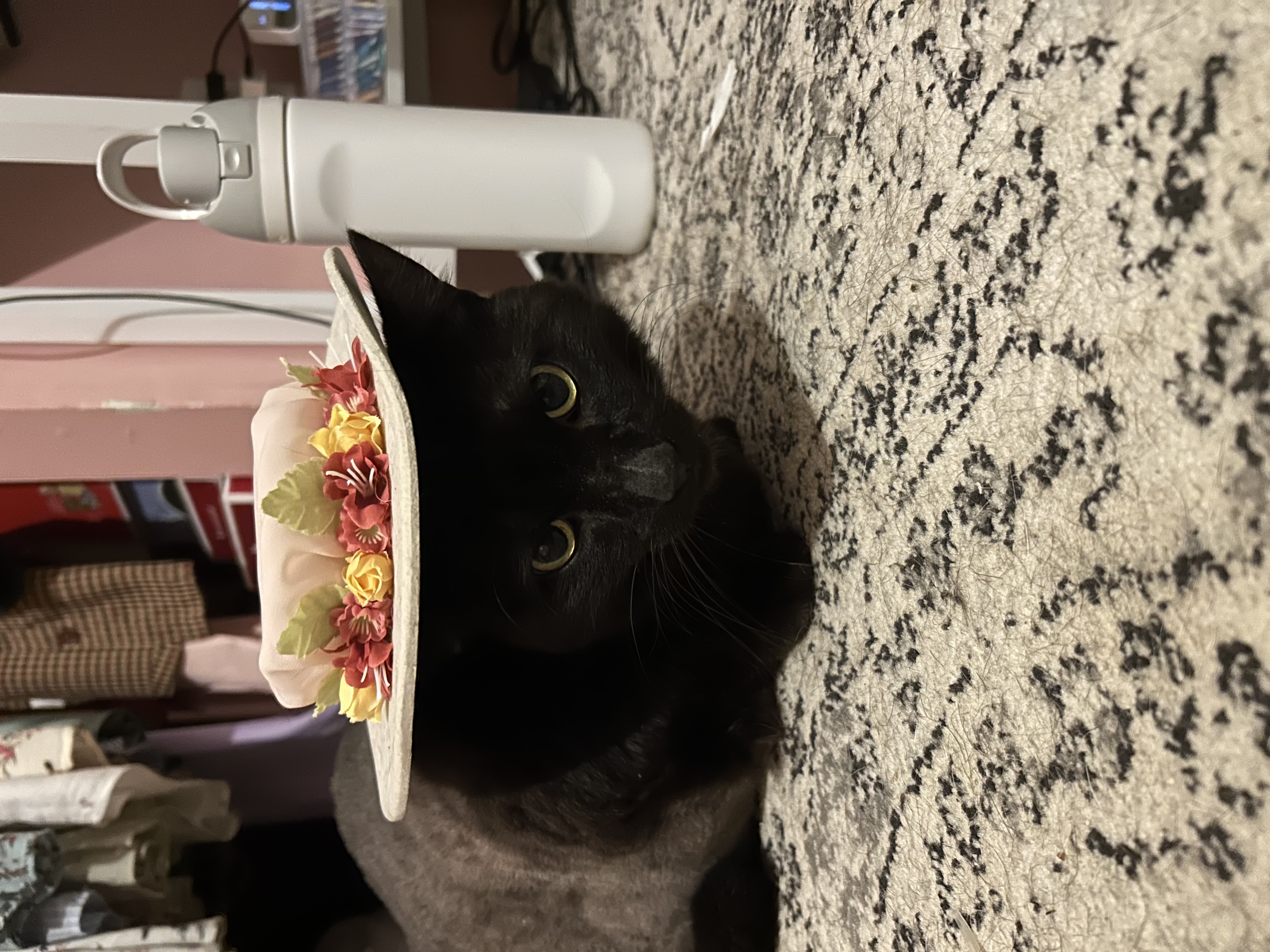 Guinness- lovable chunky senior, a Adoptable Domestic Short Hair in Staten Island, NY image 3/6