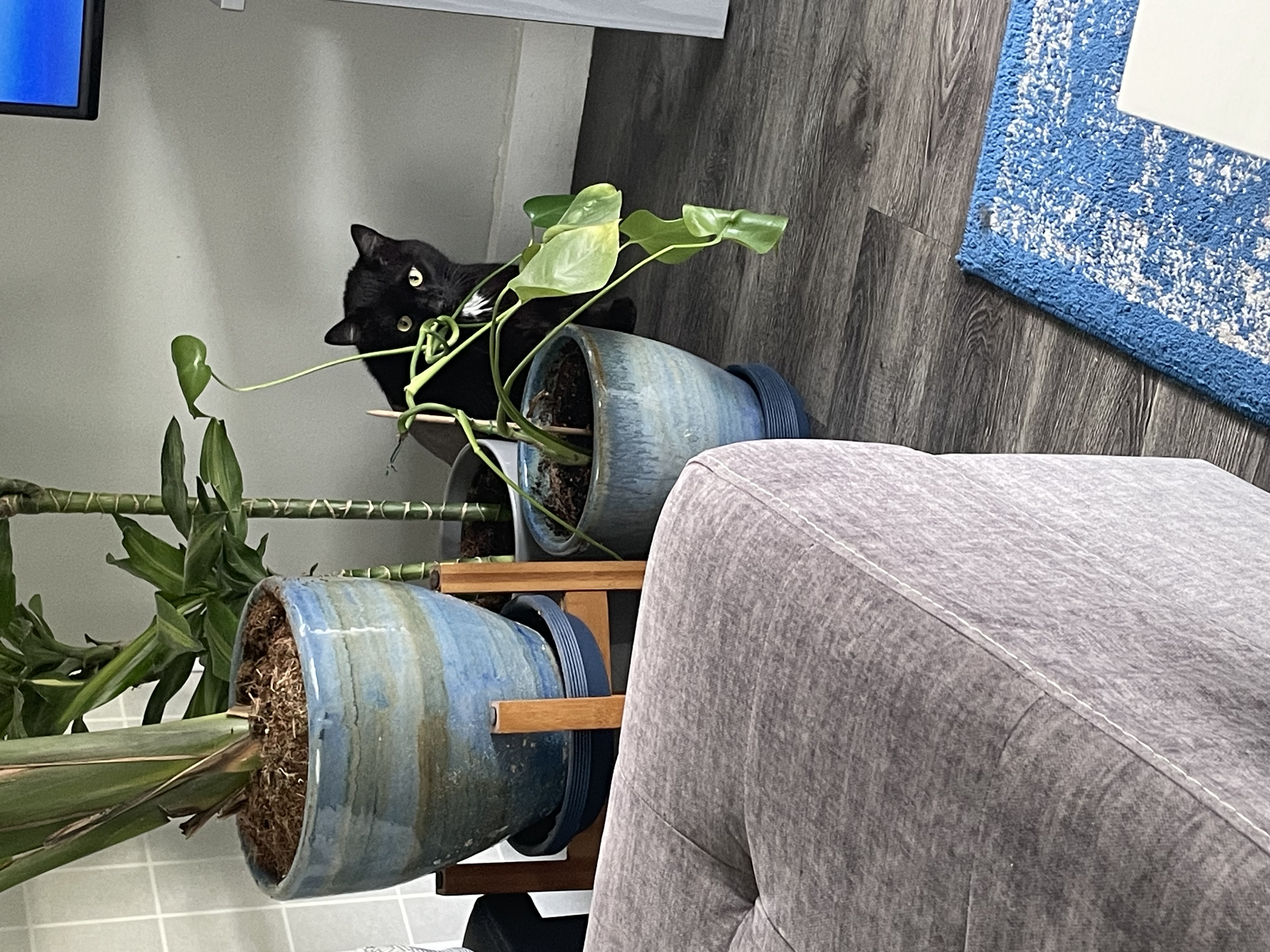 Guinness- lovable chunky senior