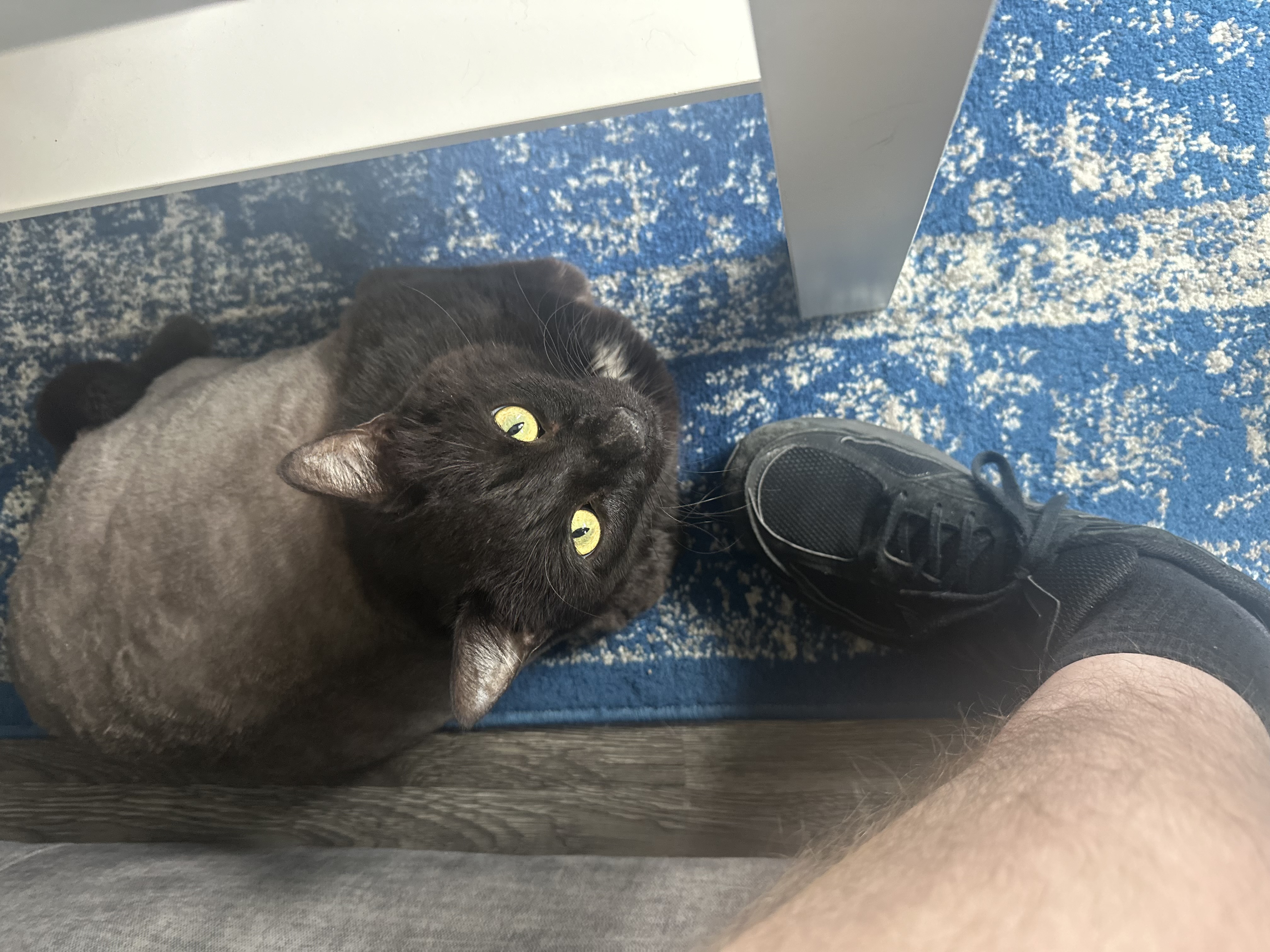 Guinness- lovable chunky senior