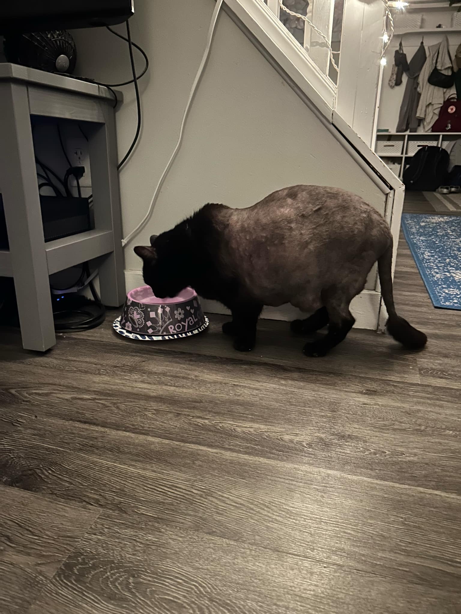 Guinness- lovable chunky senior