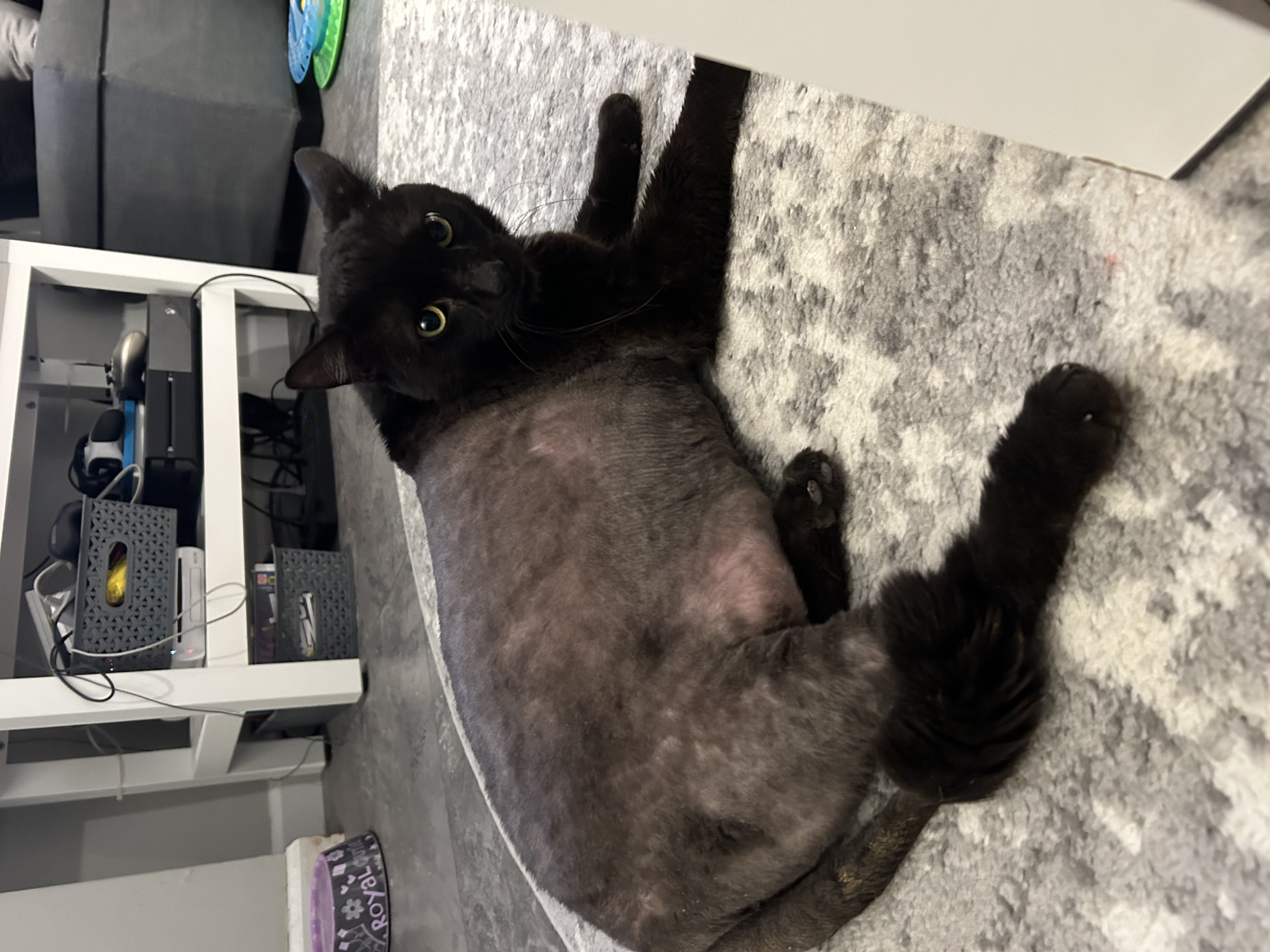 Guinness- lovable chunky senior, a Adoptable Domestic Short Hair in Staten Island, NY image 1/6