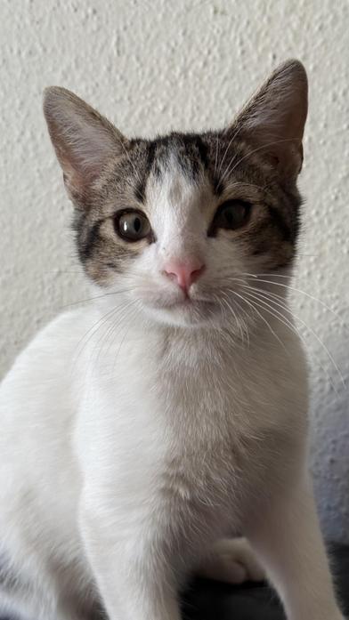 Aslan — thumbnail 2