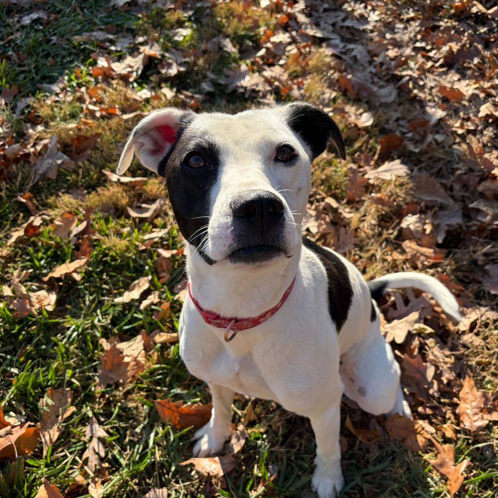 Maisy, a Adoptable Feist in Fredericksburg, VA image 1/6