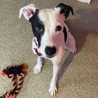 Maisy, a Adoptable Feist in Fredericksburg, VA image 3/6