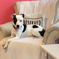 Maisy, a Adoptable Feist in Fredericksburg, VA image 4/6