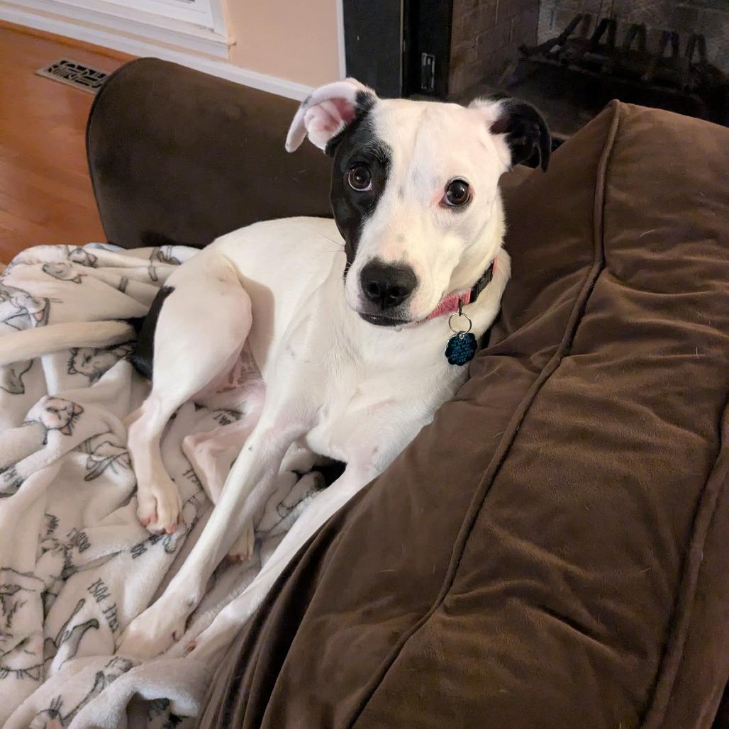 Maisy, a Adoptable Feist in Fredericksburg, VA image 5/6