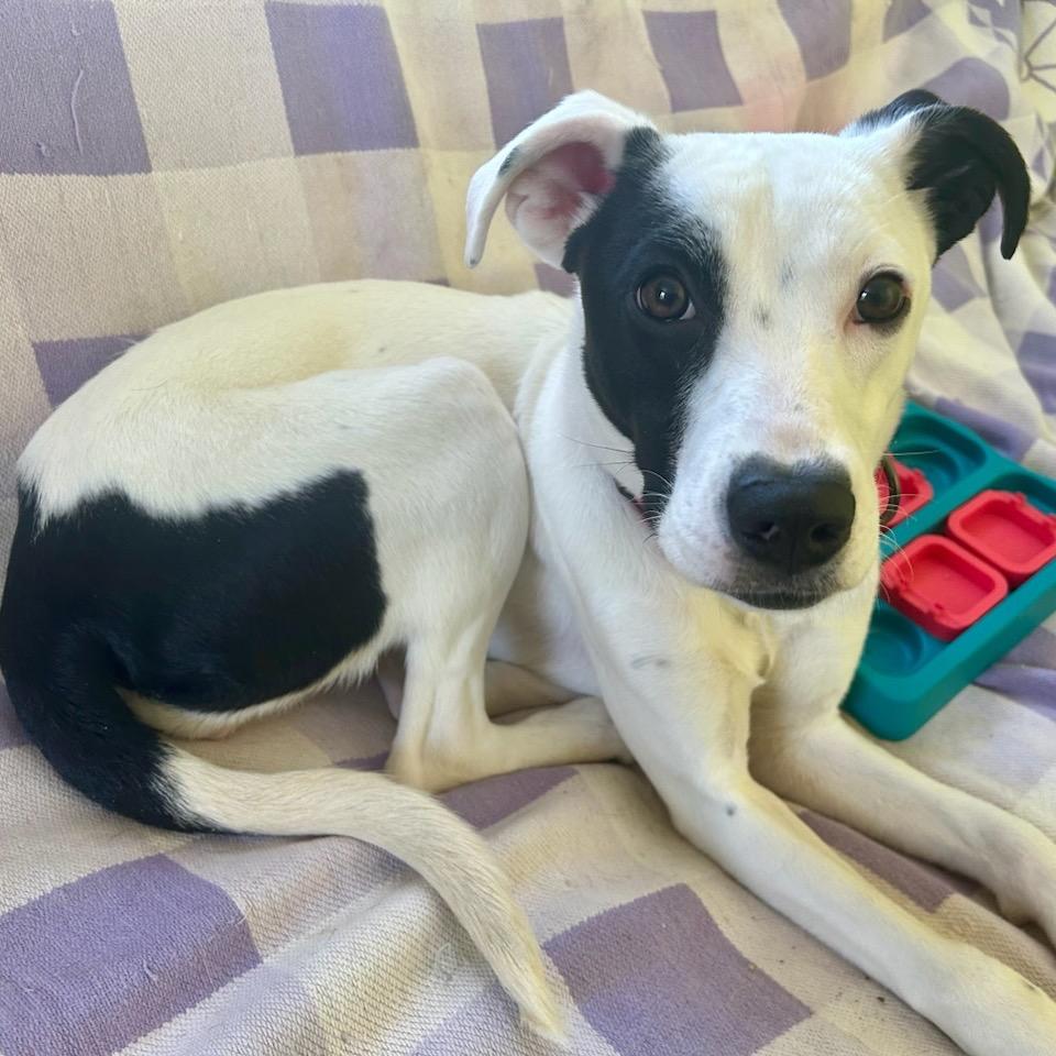 Maisy, a Adoptable Feist in Fredericksburg, VA image 6/6