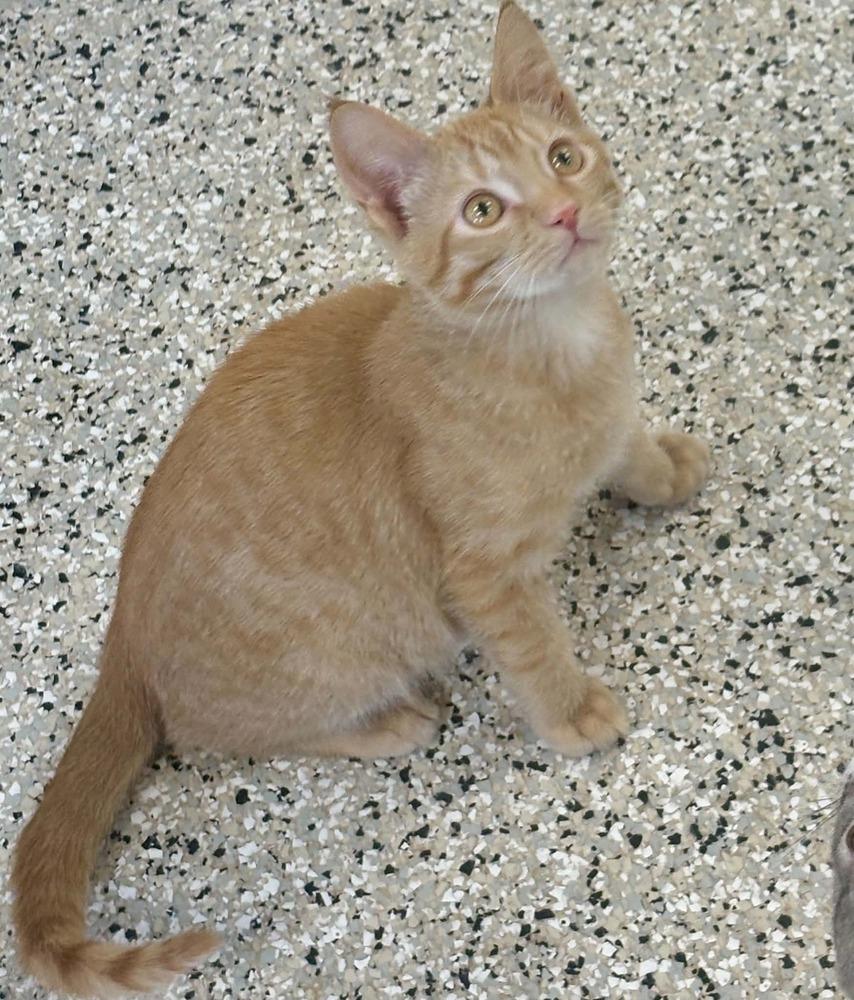 Enlarge Ron, a Adoptable mixed breed in Plymouth, MN image 1/5