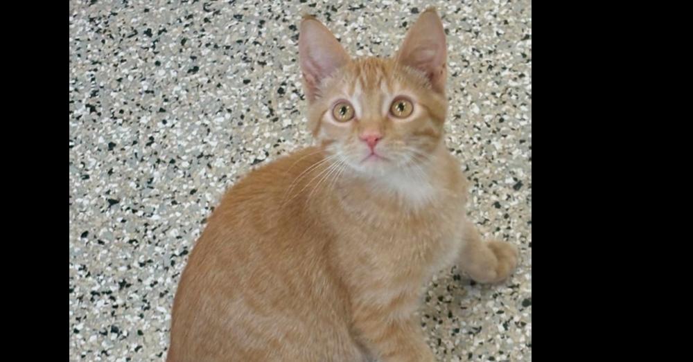 Enlarge Ron, a Adoptable mixed breed in Plymouth, MN image 3/5