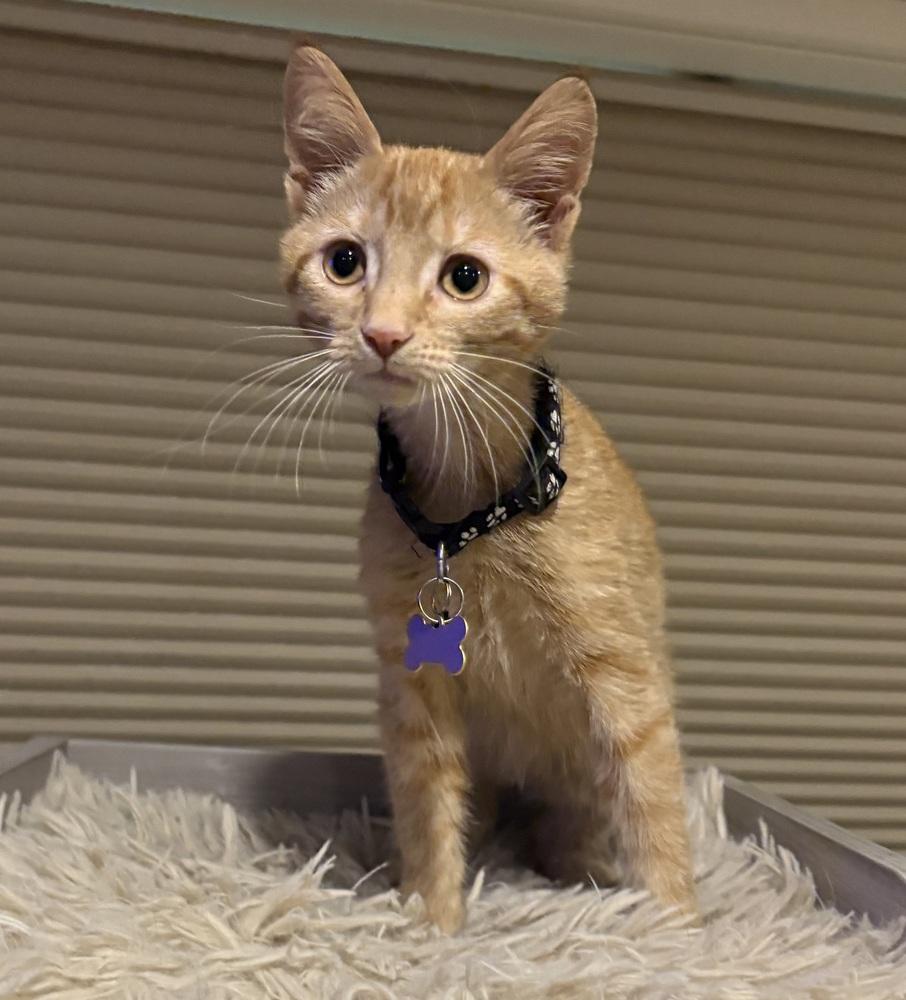 Enlarge Ron, a Adoptable mixed breed in Plymouth, MN image 5/5