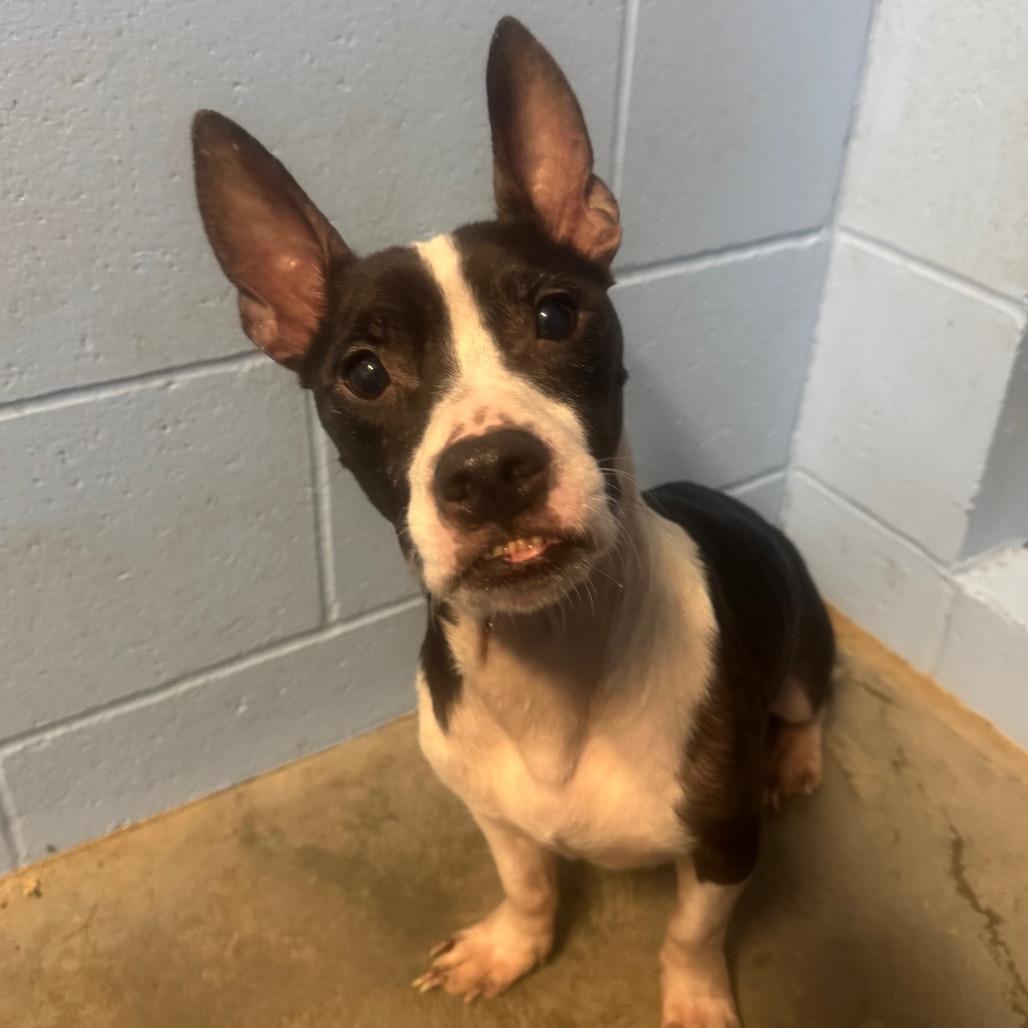 Thor, Adoptable, Adult Male Mixed Breed.