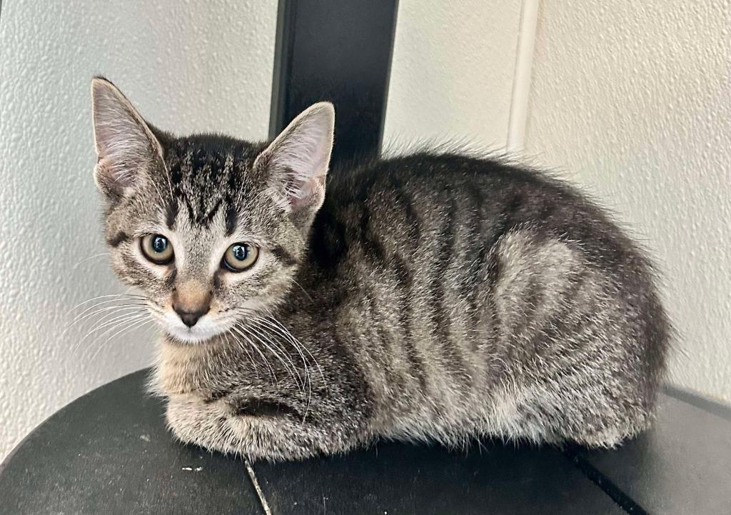 Enlarge Lark, a ADOPTABLE Domestic Short Hair in New Philadelphia, OH image 1/1