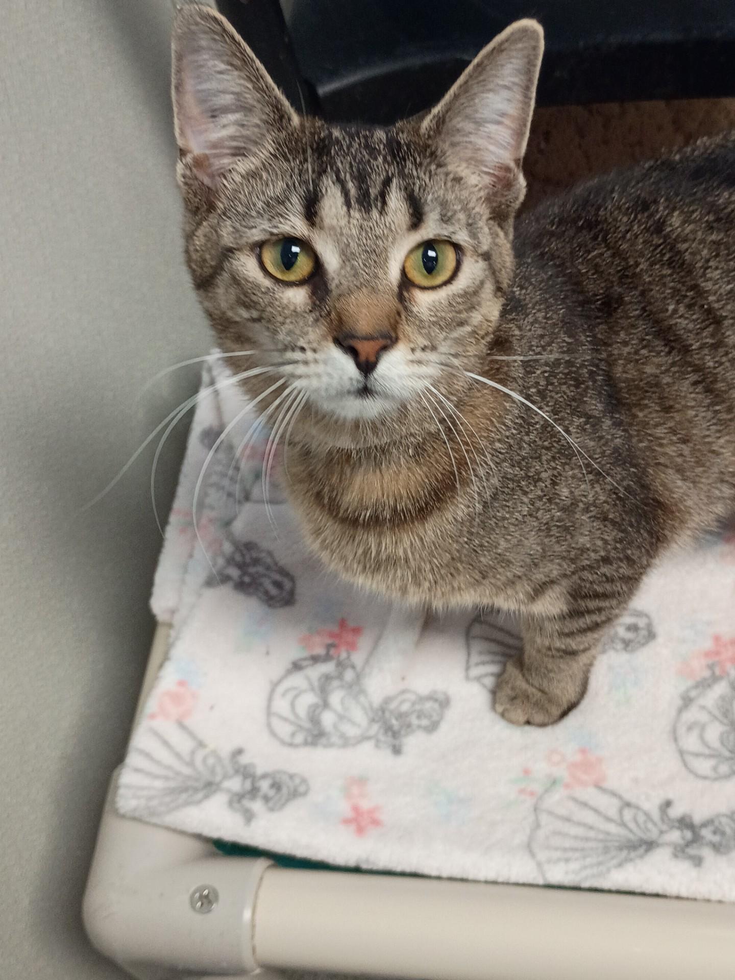 Lark, ADOPTABLE, Young Female Domestic Short Hair.