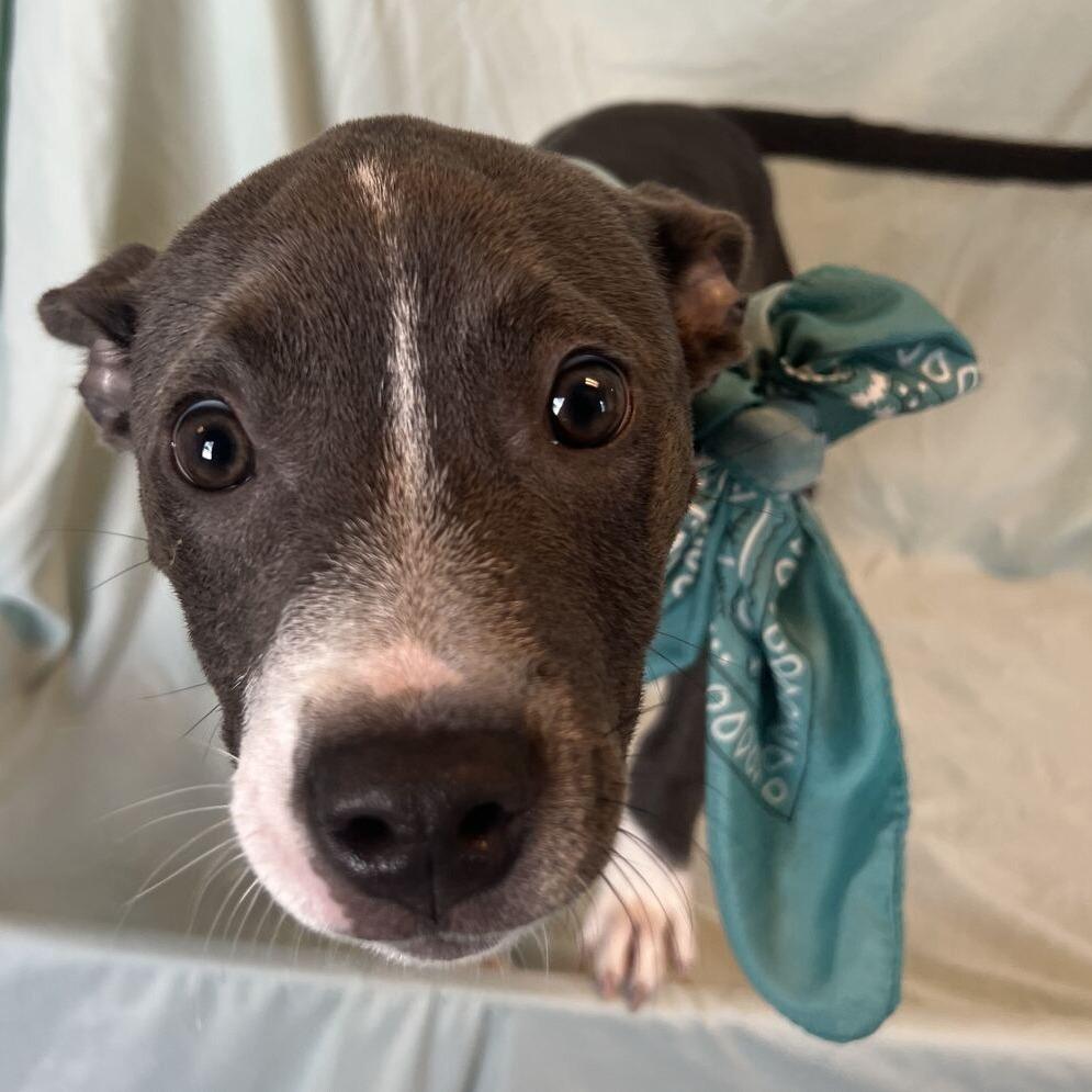 Ezra, Adoptable, Puppy Female Mixed Breed.