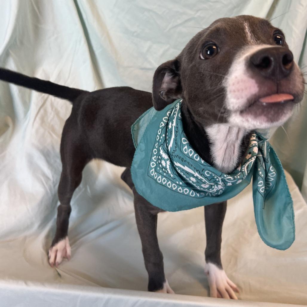 Enlarge Ezra, a Adoptable Mixed Breed in Canal Winchester, OH image 2/4