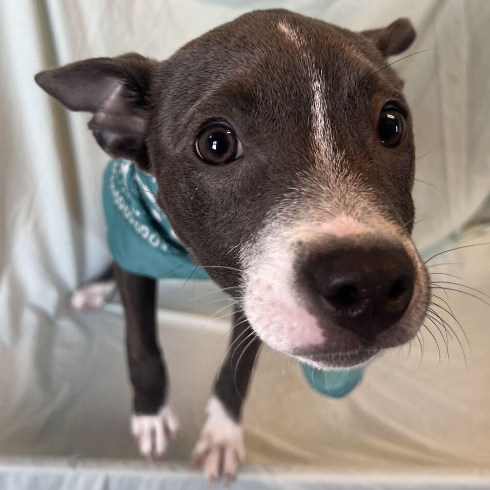 Enlarge Ezra, a Adoptable Mixed Breed in Canal Winchester, OH image 3/4
