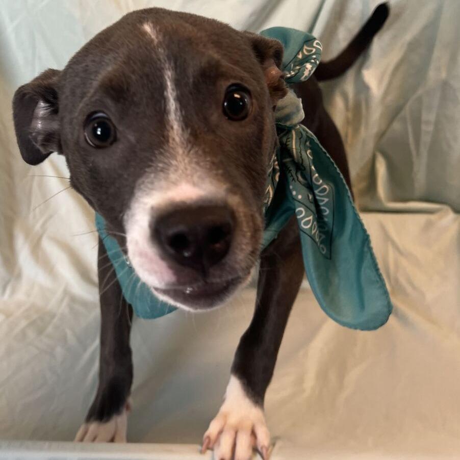 Enlarge Ezra, a Adoptable Mixed Breed in Canal Winchester, OH image 4/4