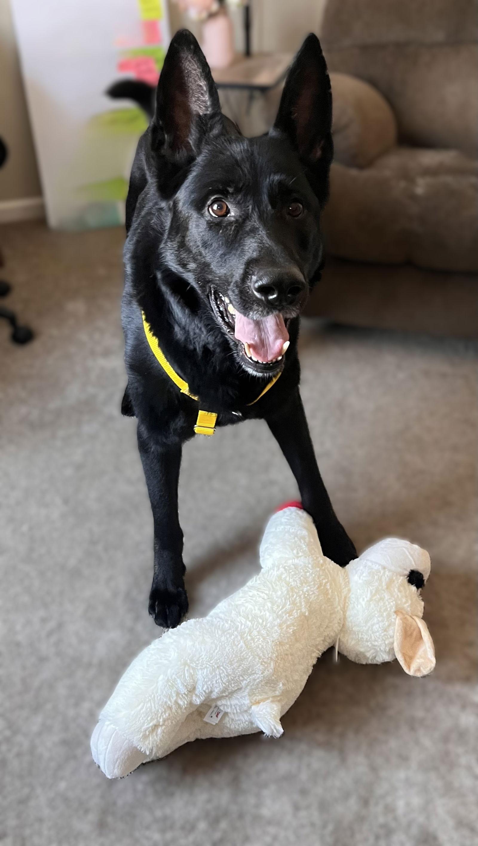 Enlarge Gage 7295, a Adoptable mixed breed in Centreville, VA image 1/3