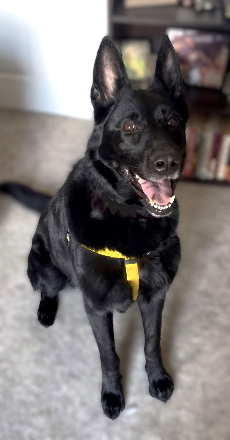 Enlarge Gage 7295, a Adoptable mixed breed in Centreville, VA image 2/3