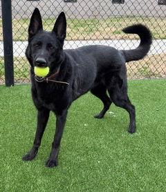 Enlarge Gage 7295, a Adoptable mixed breed in Centreville, VA image 3/3