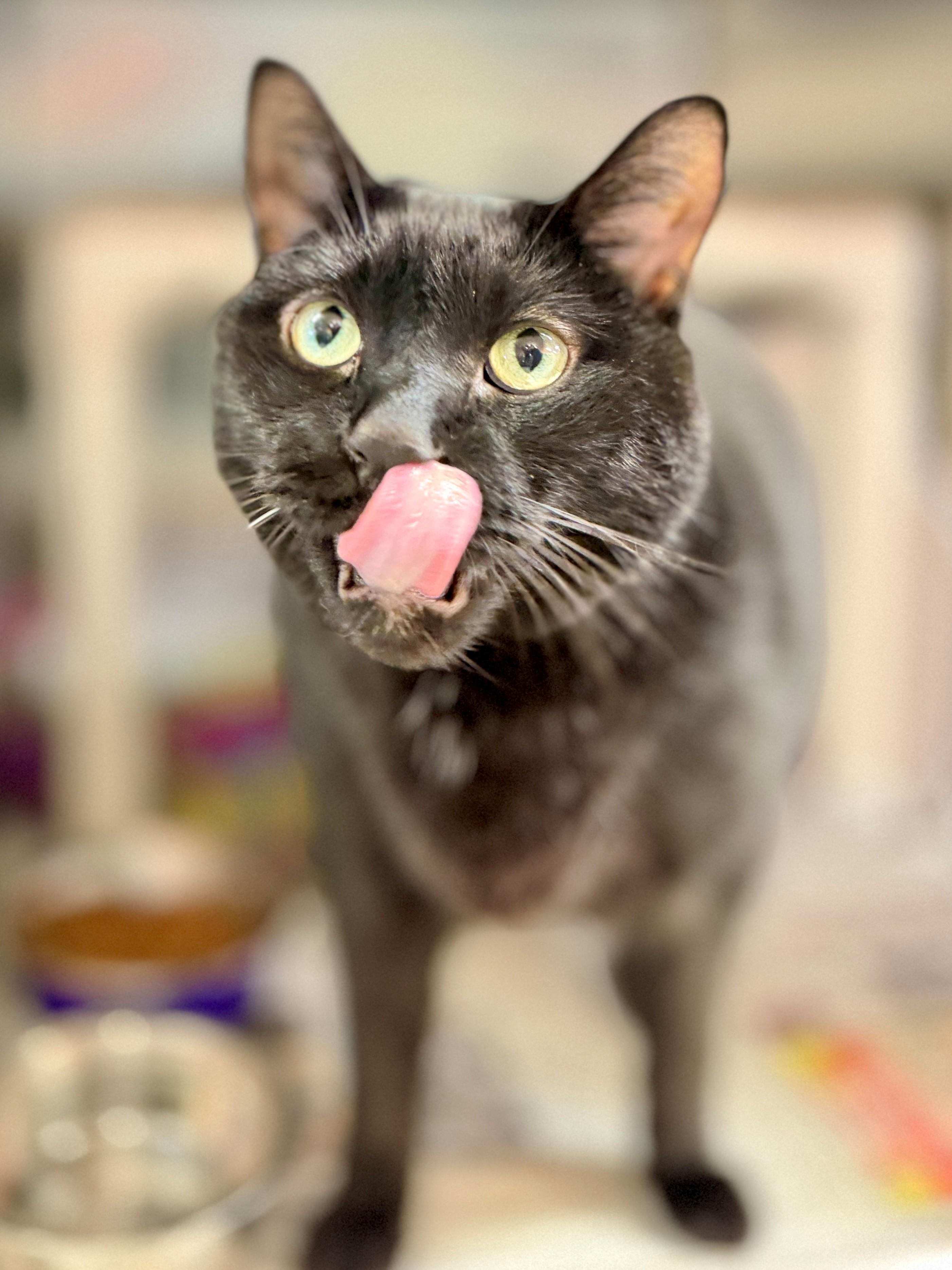 Enlarge Fizz, a Adoptable Domestic Short Hair in Hamilton, ON image 2/3