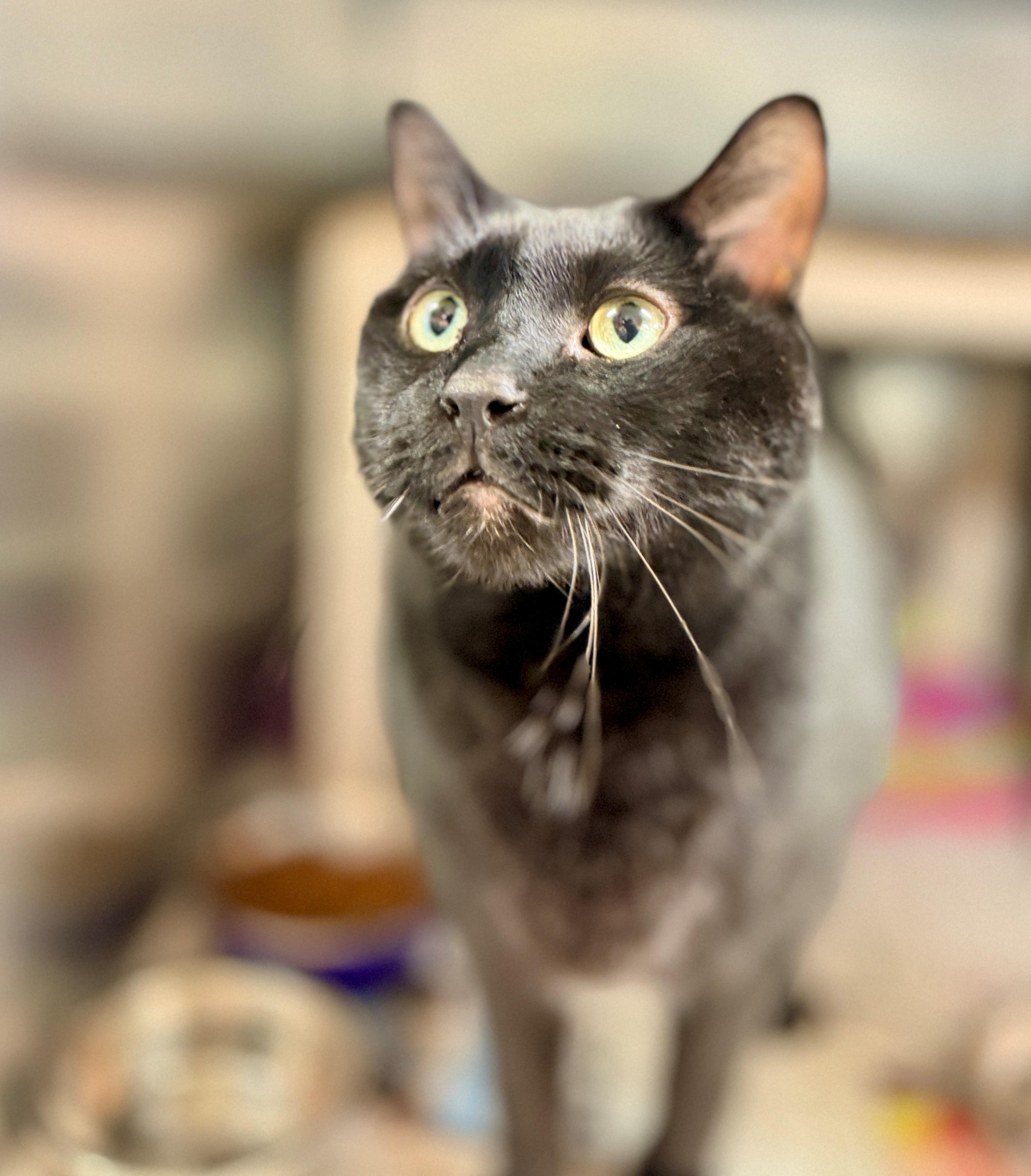 Enlarge Fizz, a Adoptable Domestic Short Hair in Hamilton, ON image 3/3