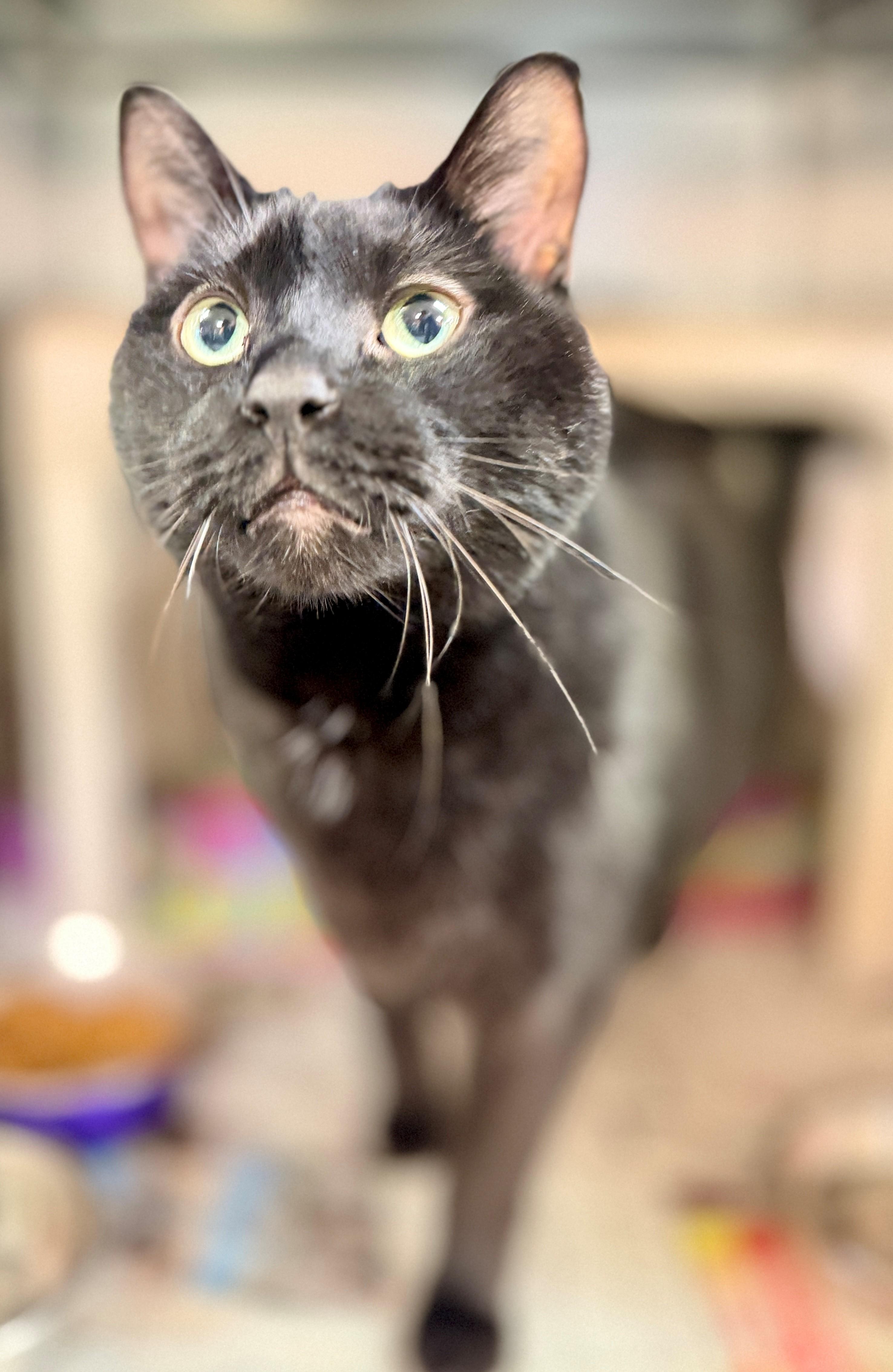 Enlarge Fizz, a Adoptable Domestic Short Hair in Hamilton, ON image 1/3