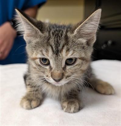 HAMPTON, Adoptable, Kitten Female Domestic Short Hair & Domestic Short Hair.