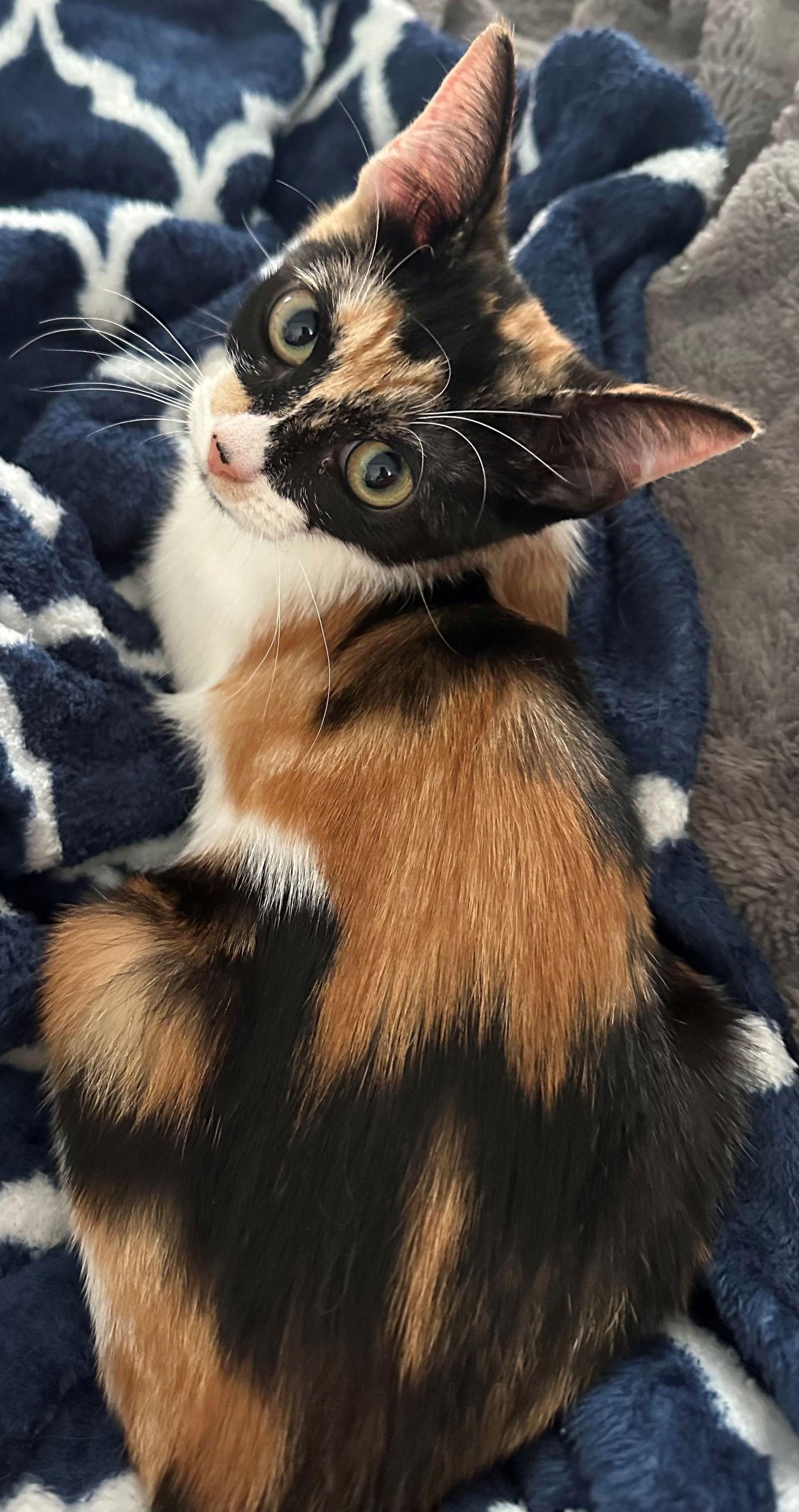 AUTUMN BABY, Adopted, Kitten Female Calico.