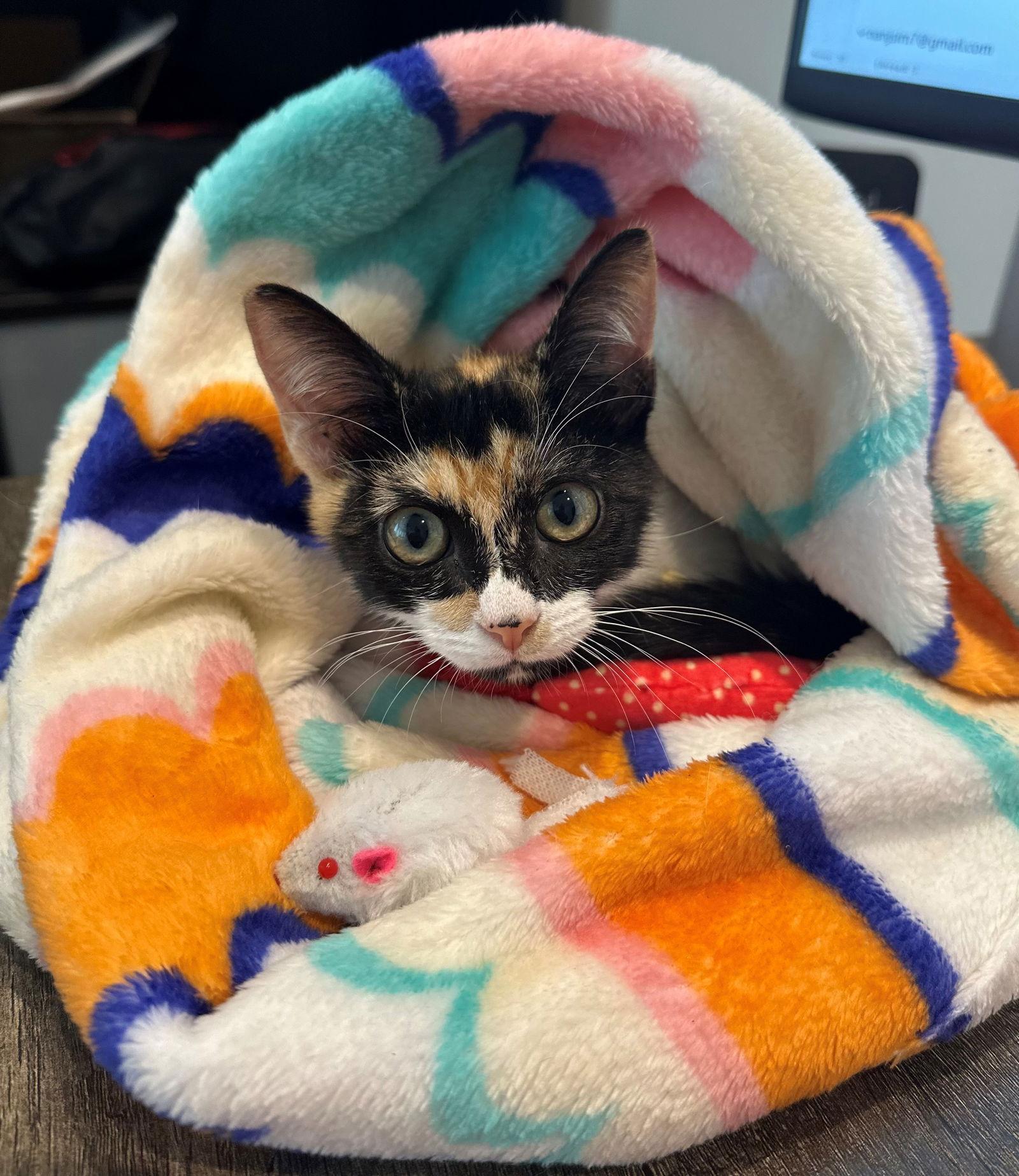 Enlarge AUTUMN BABY, a Adopted Calico in Oakland Park, FL image 2/3